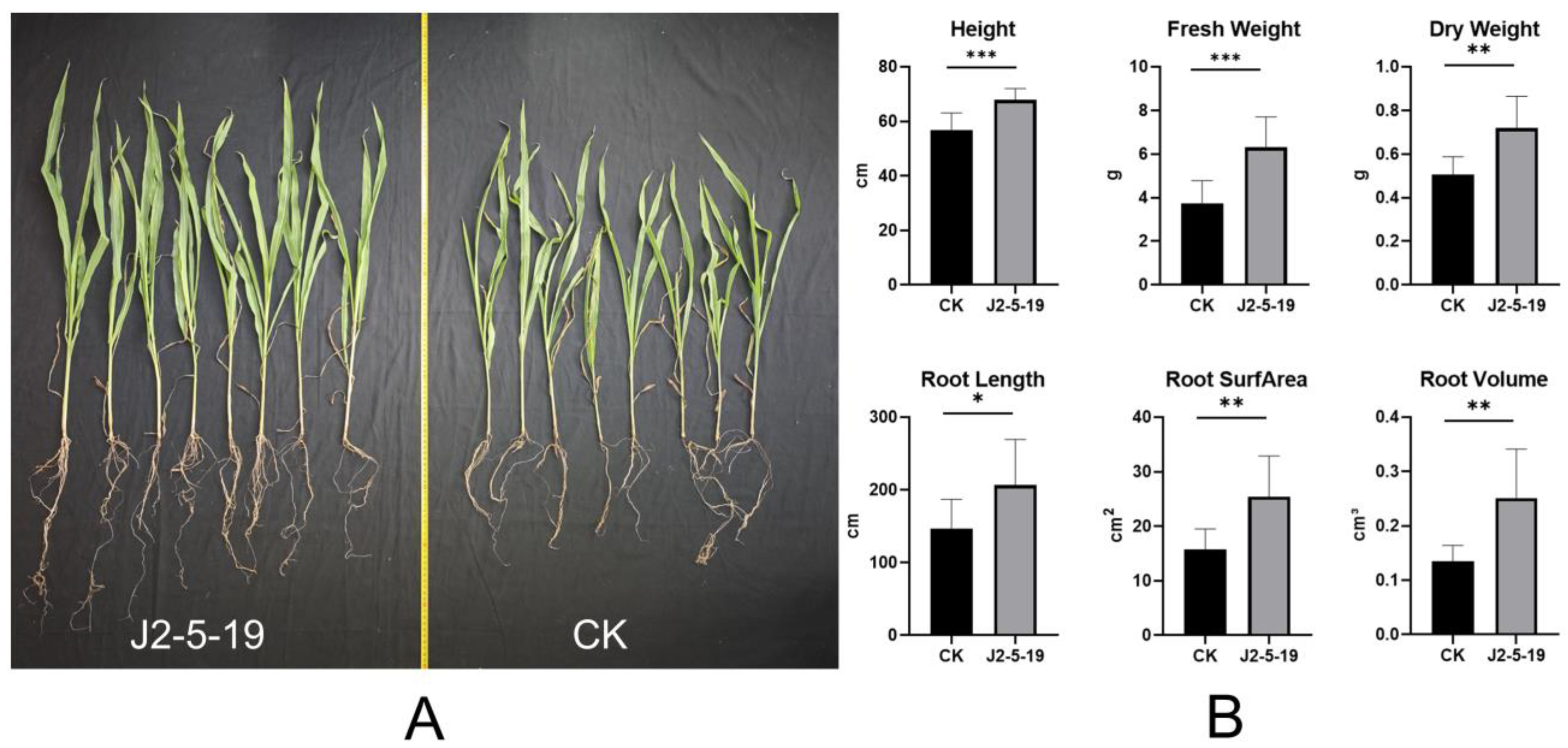 Microorganisms 13 00208 g010