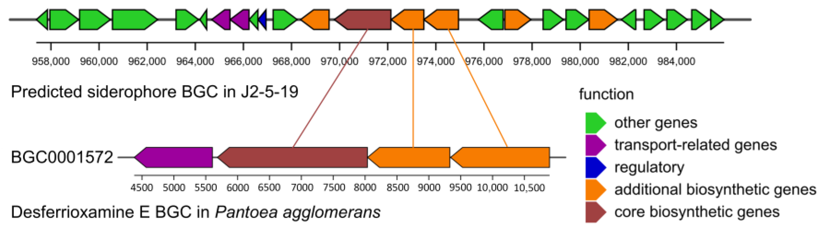 Microorganisms 13 00208 g011