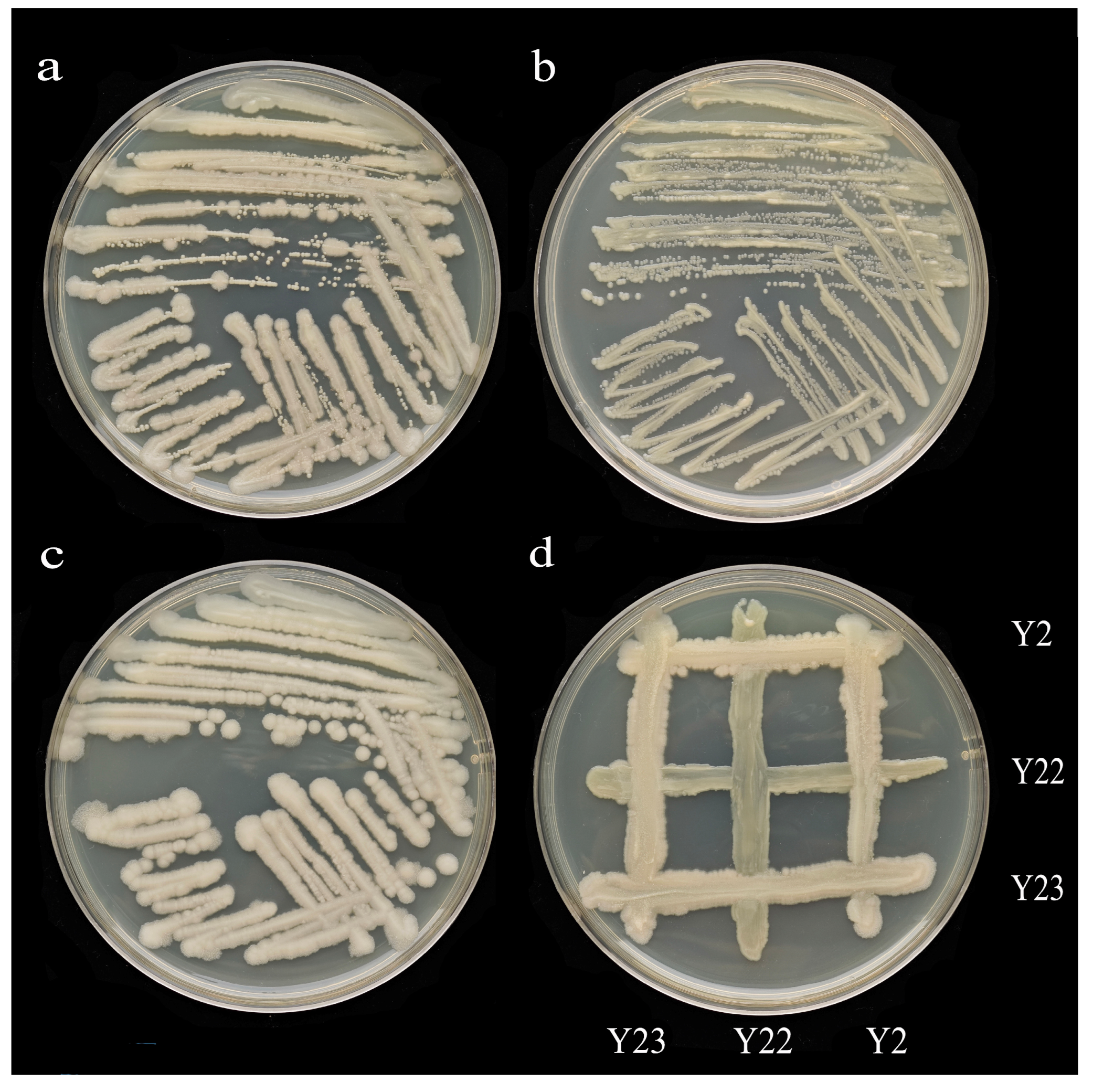 Microorganisms 13 00210 g001