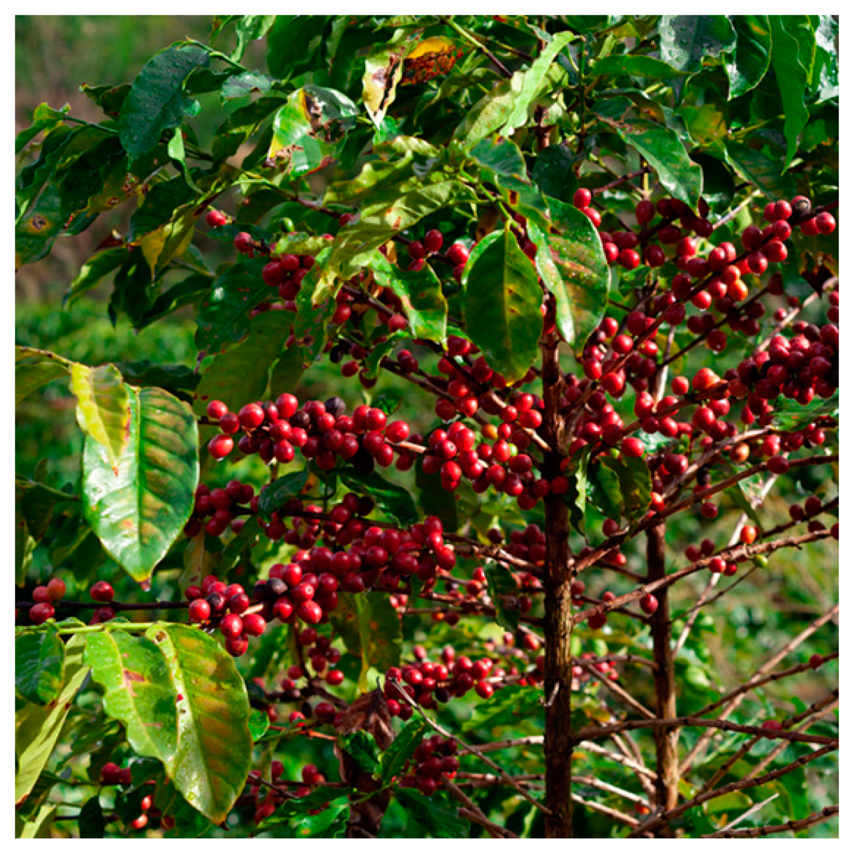 Microorganisms 13 00215 g002