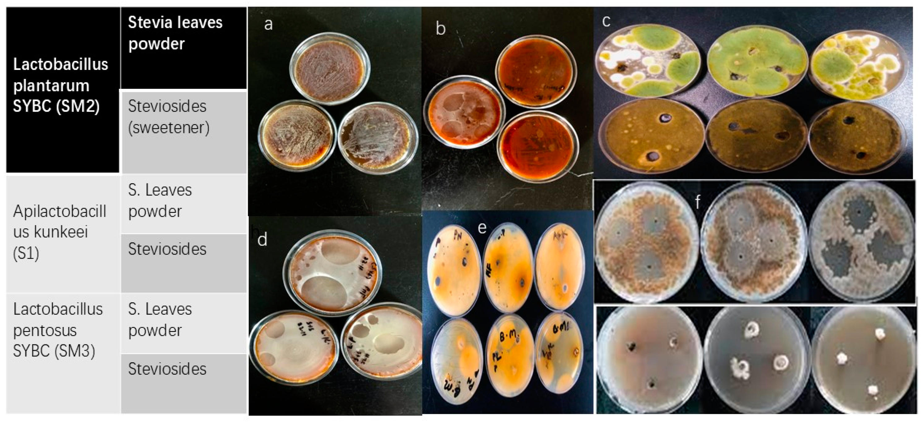 Microorganisms 13 00216 g010