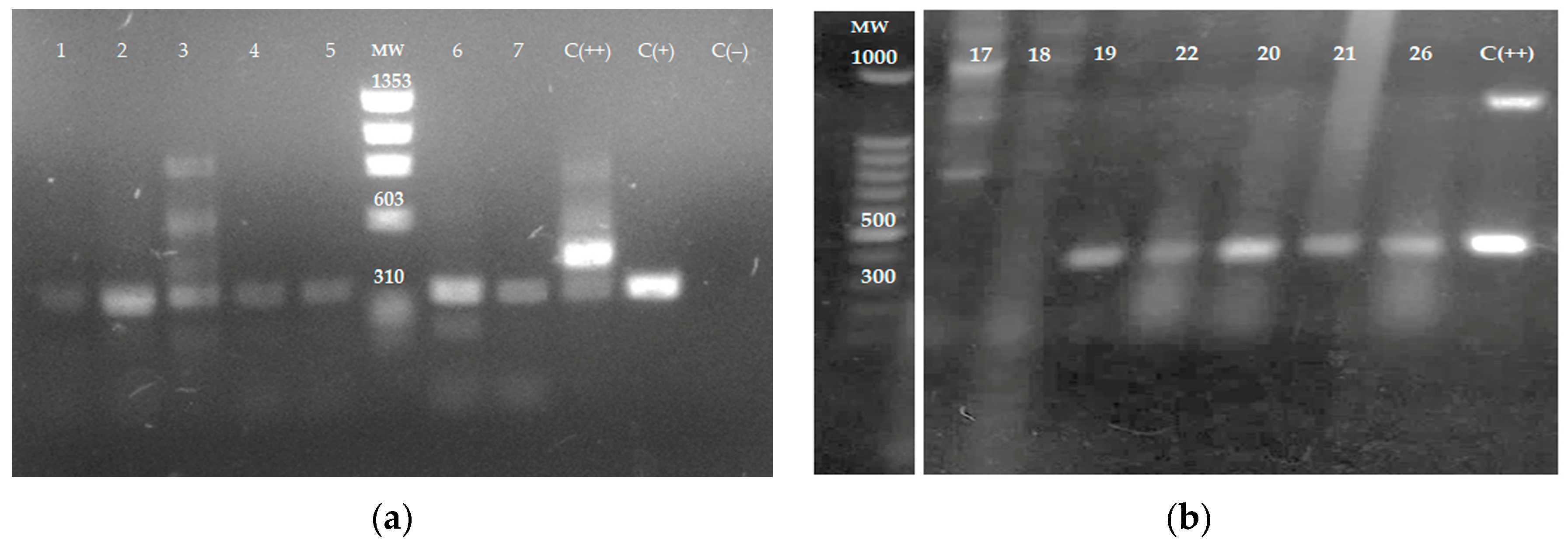 Microorganisms 13 00220 g003 Microorganisms 13 00220 g003