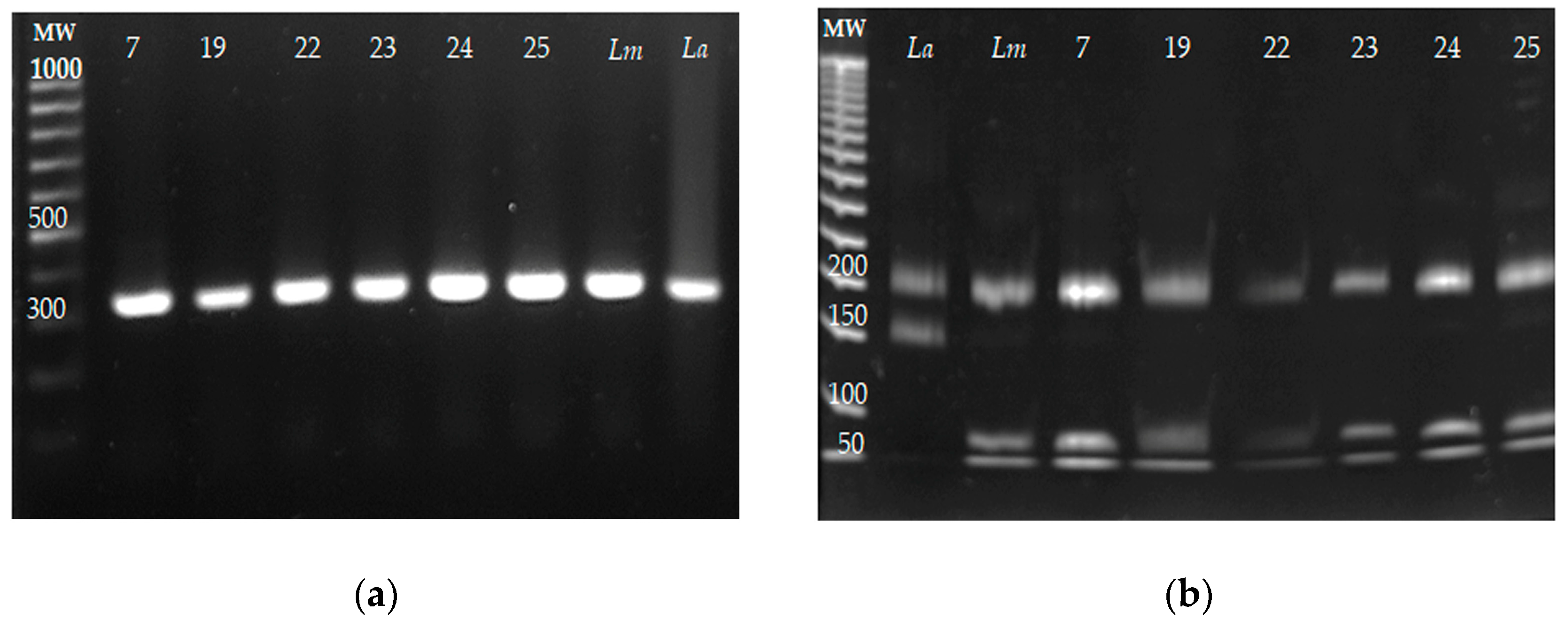 Microorganisms 13 00220 g004 Microorganisms 13 00220 g004