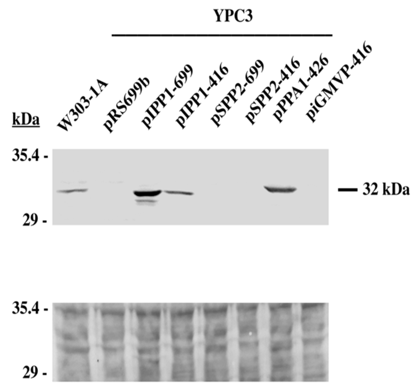 Microorganisms 13 00226 g005 Microorganisms 13 00226 g005