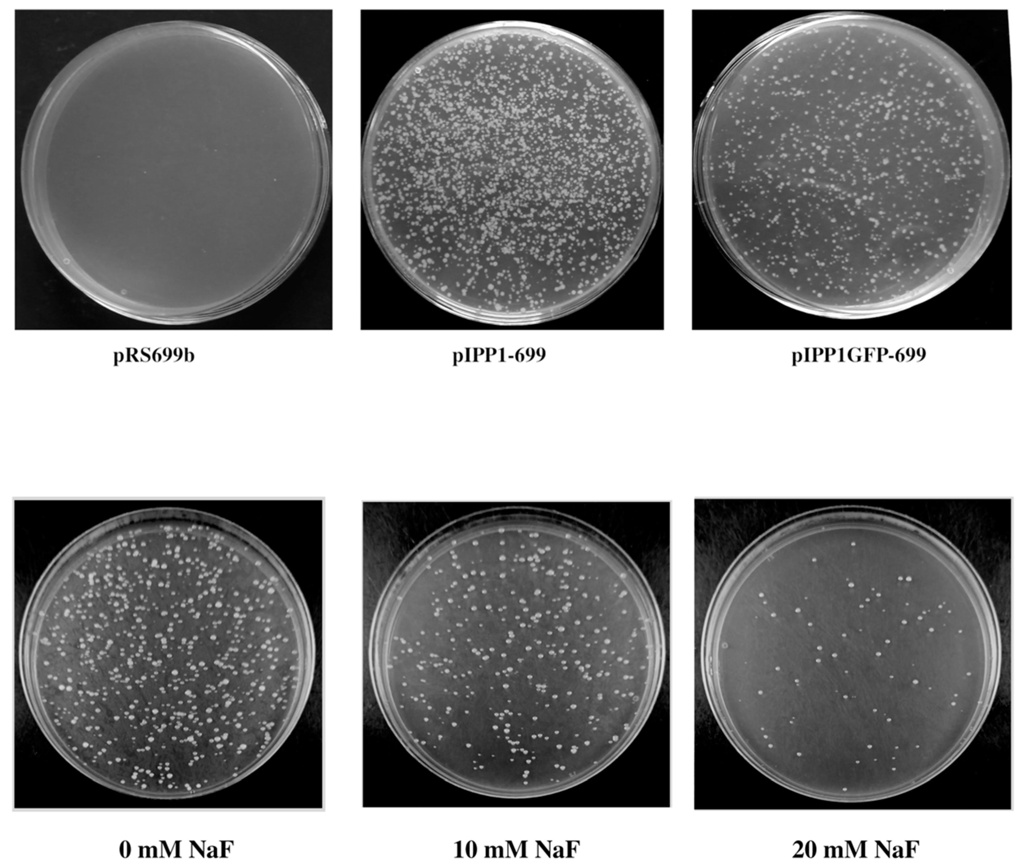 Microorganisms 13 00226 g007 Microorganisms 13 00226 g007