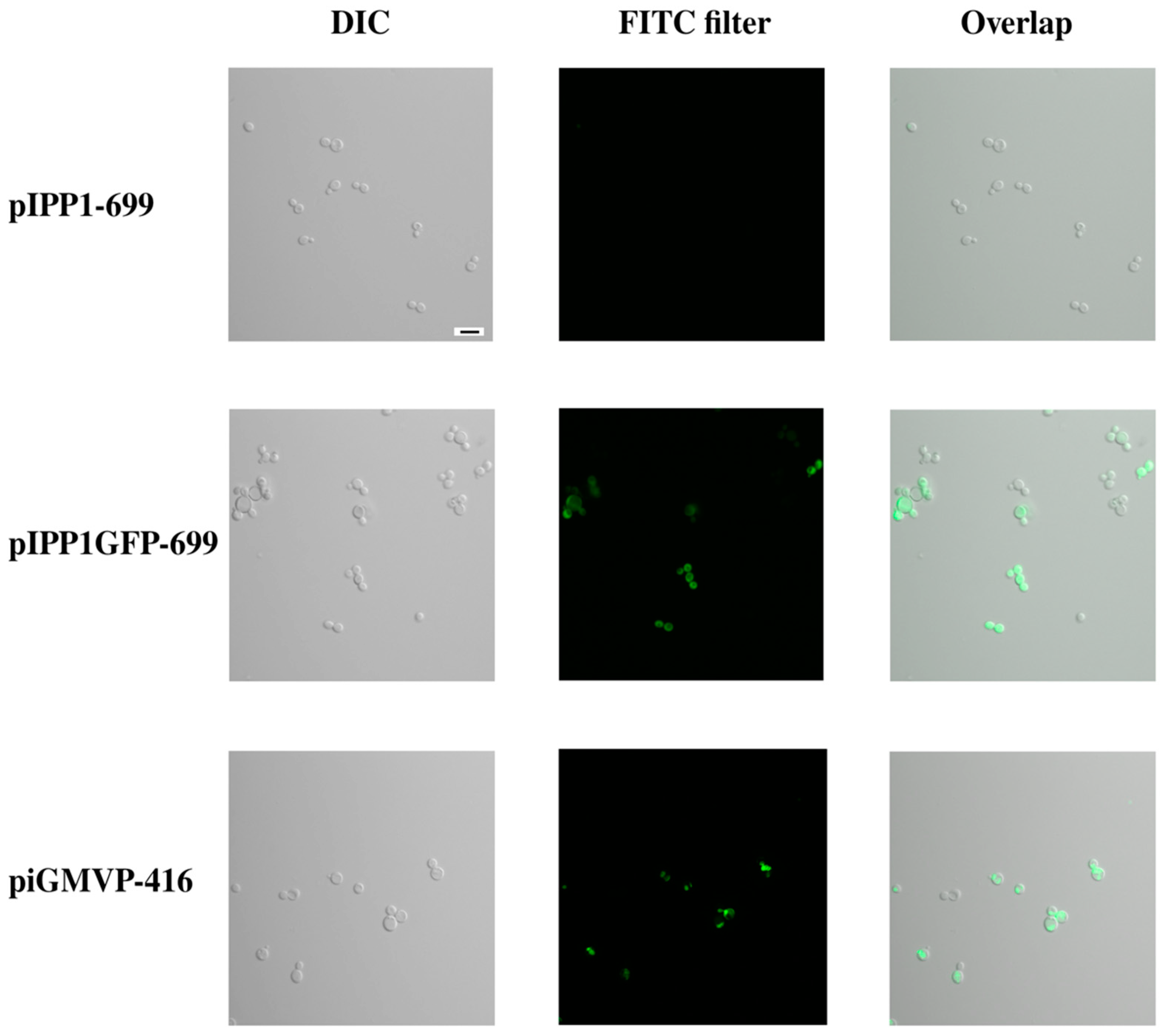 Microorganisms 13 00226 g008 Microorganisms 13 00226 g008