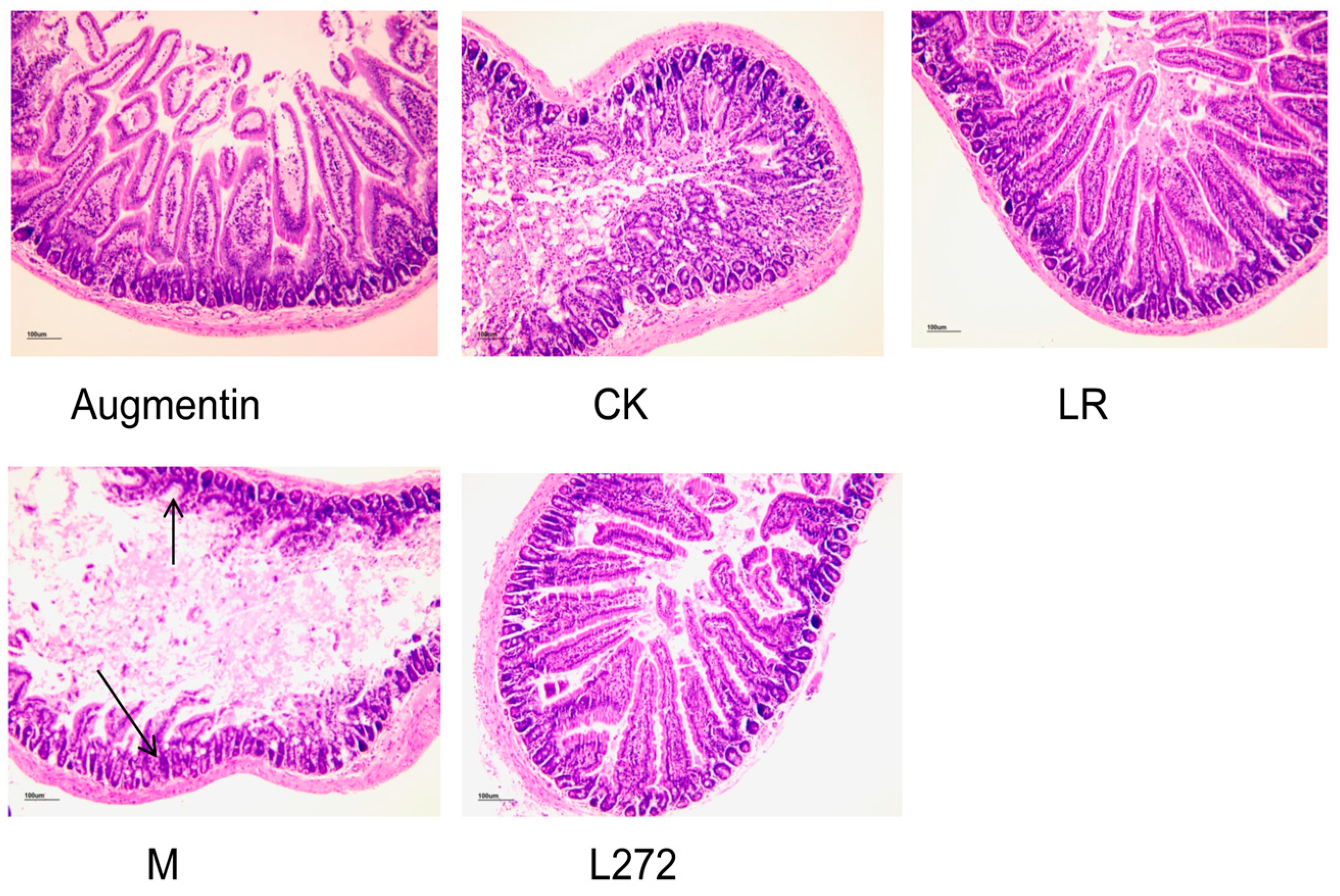Microorganisms 13 00239 g003