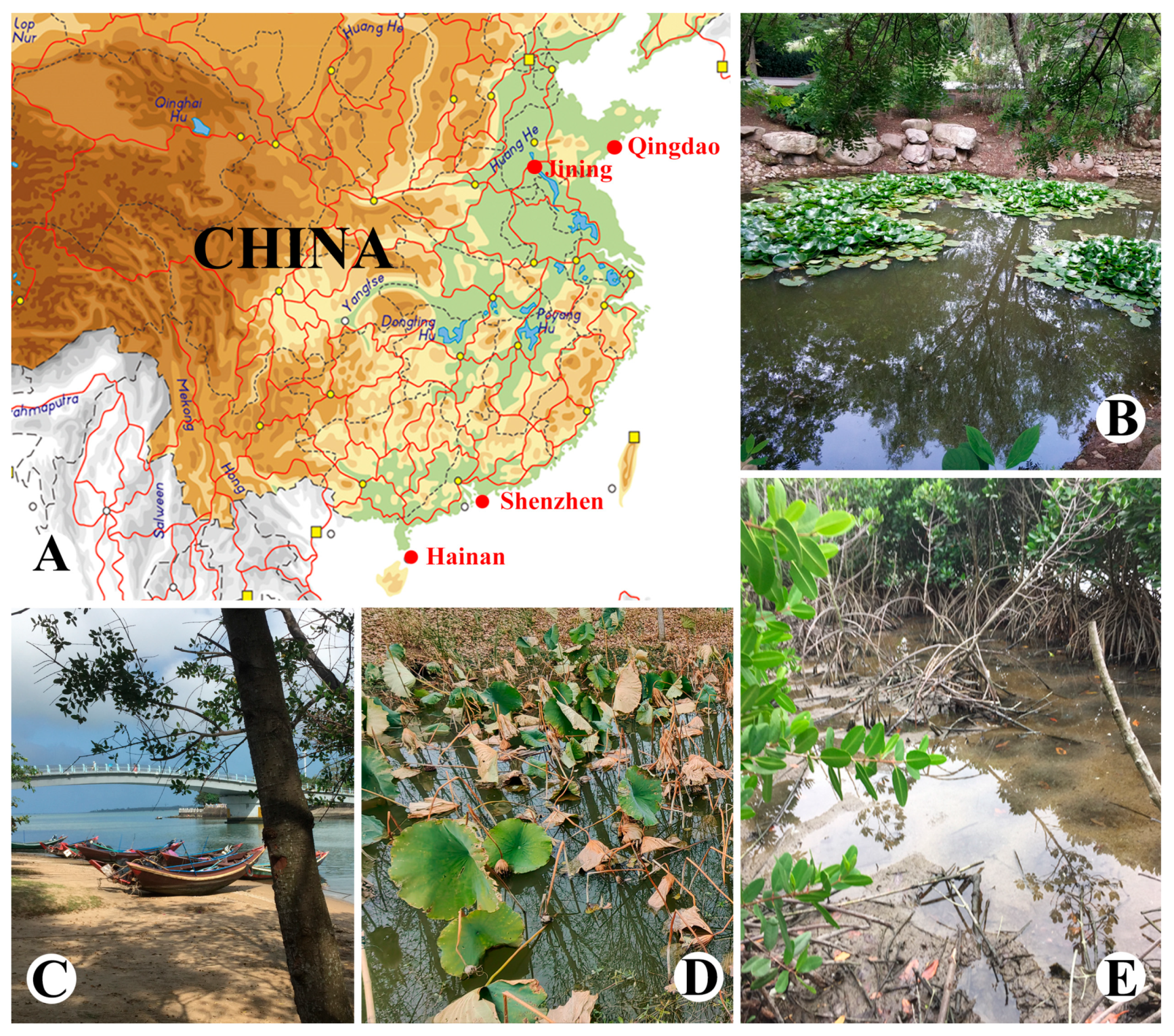 Microorganisms 13 00240 g001