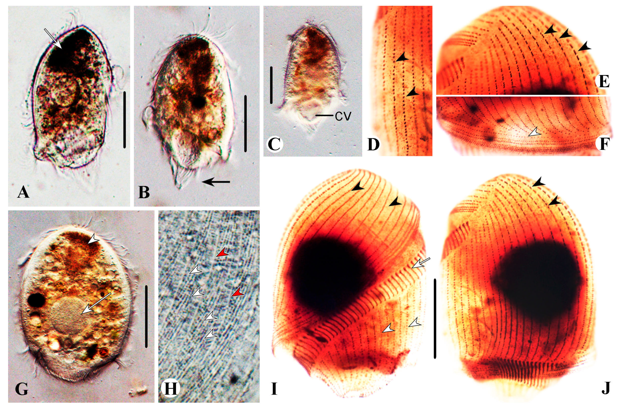 Microorganisms 13 00240 g002