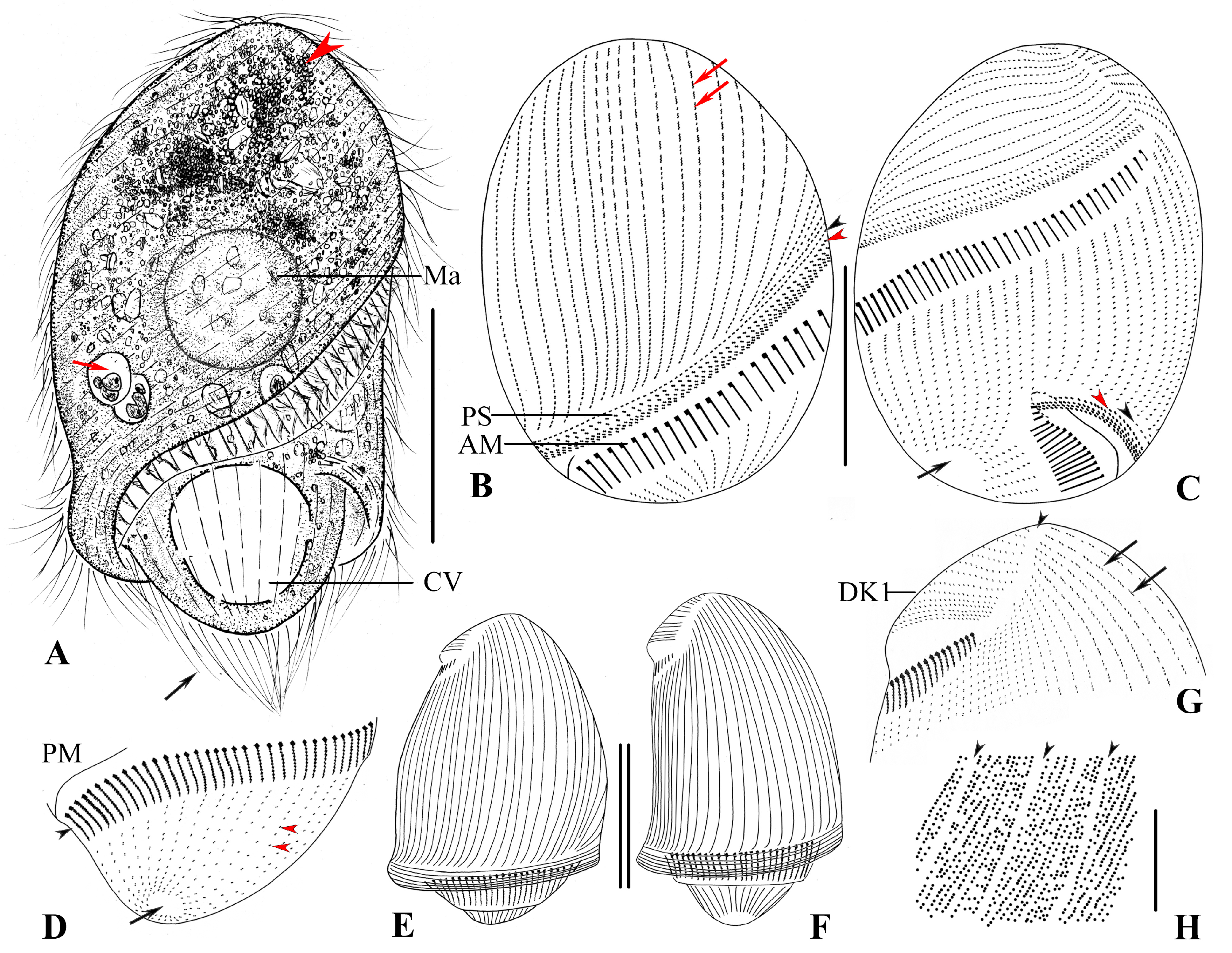 Microorganisms 13 00240 g003