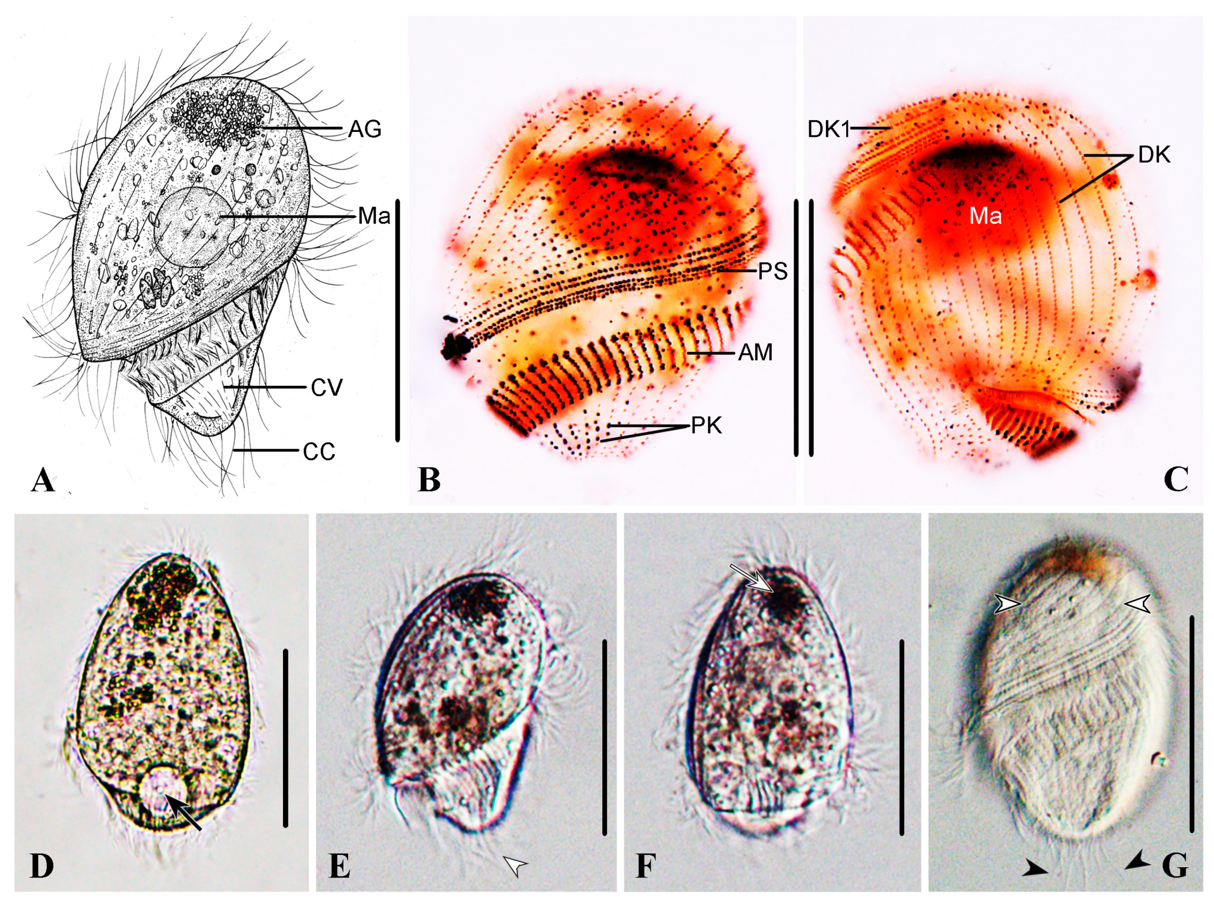 Microorganisms 13 00240 g004