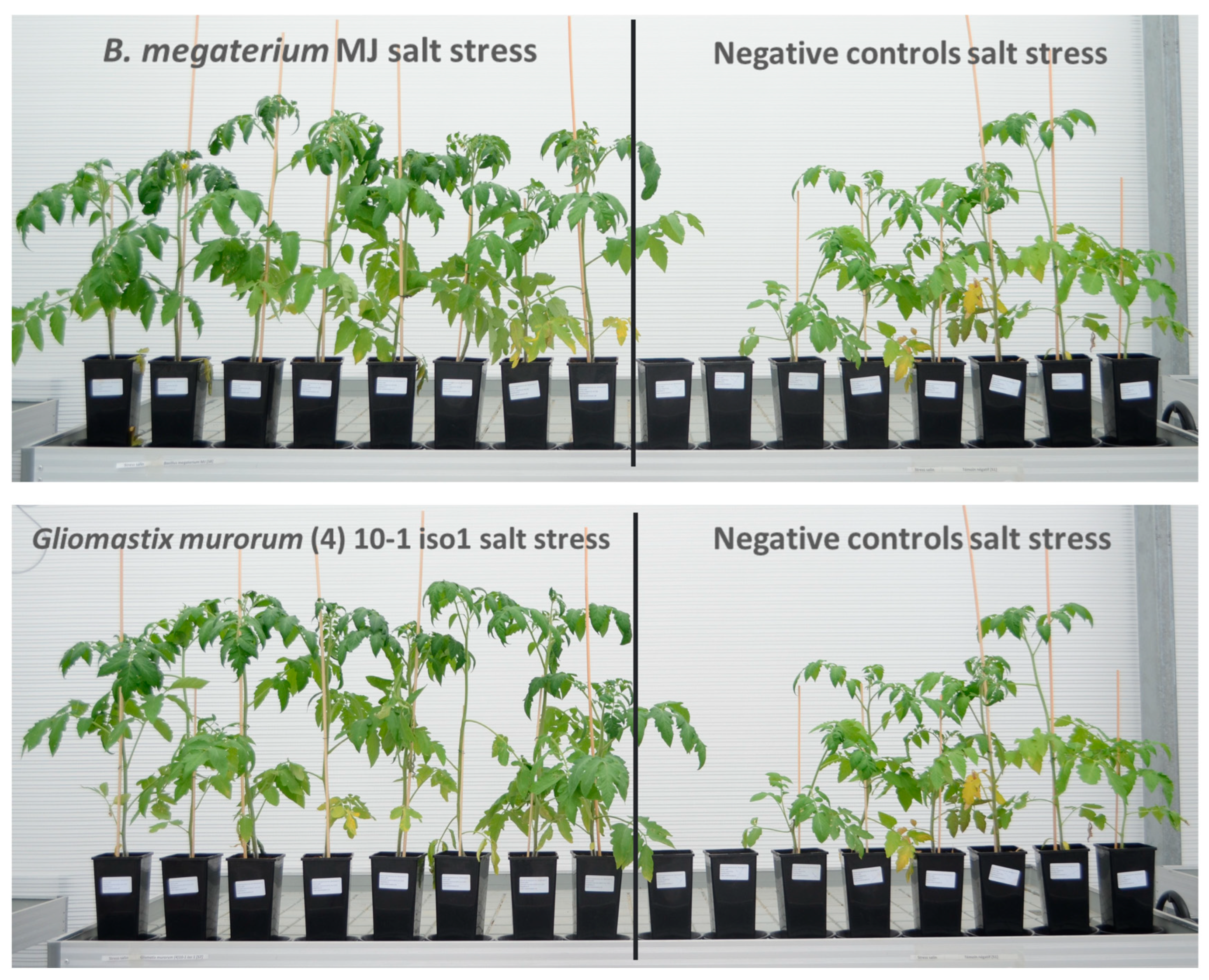 Microorganisms 13 00246 g006