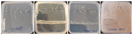 Microorganisms 13 00246 g0a1