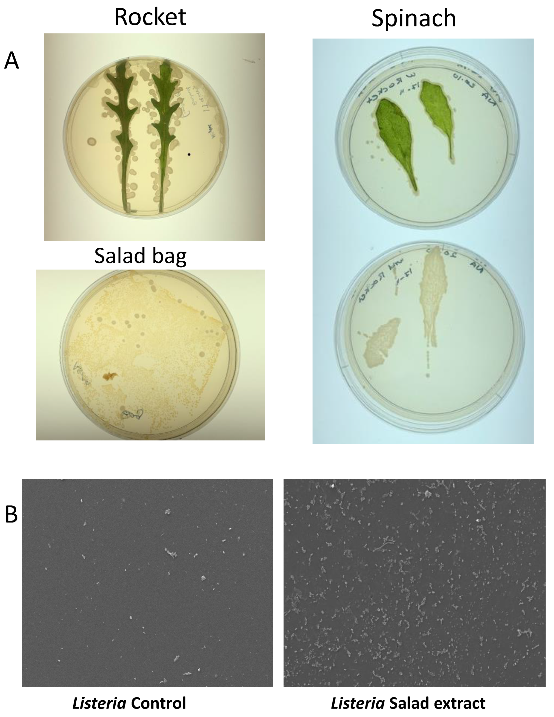 Microorganisms 13 00252 g003