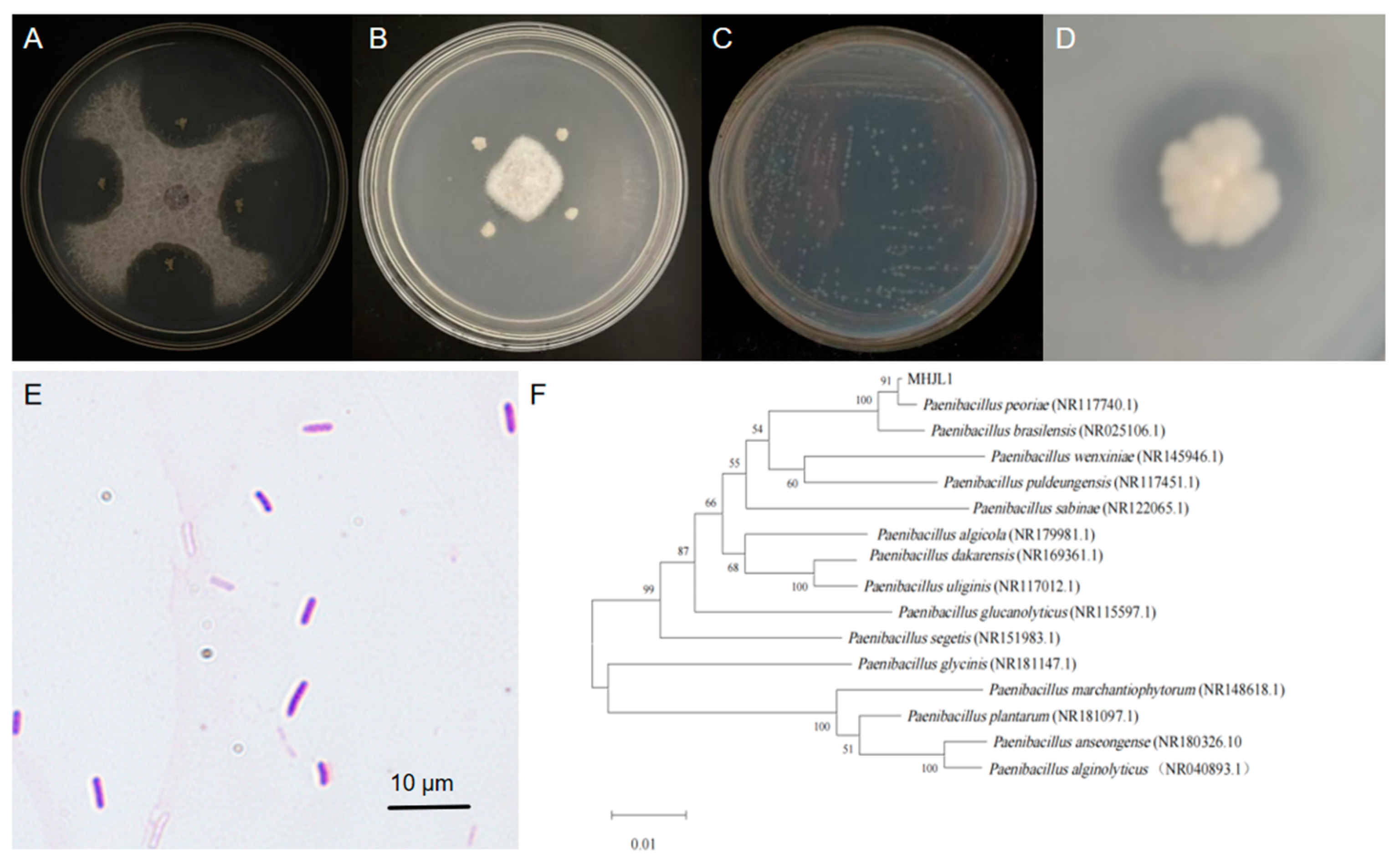 Microorganisms 13 00261 g001