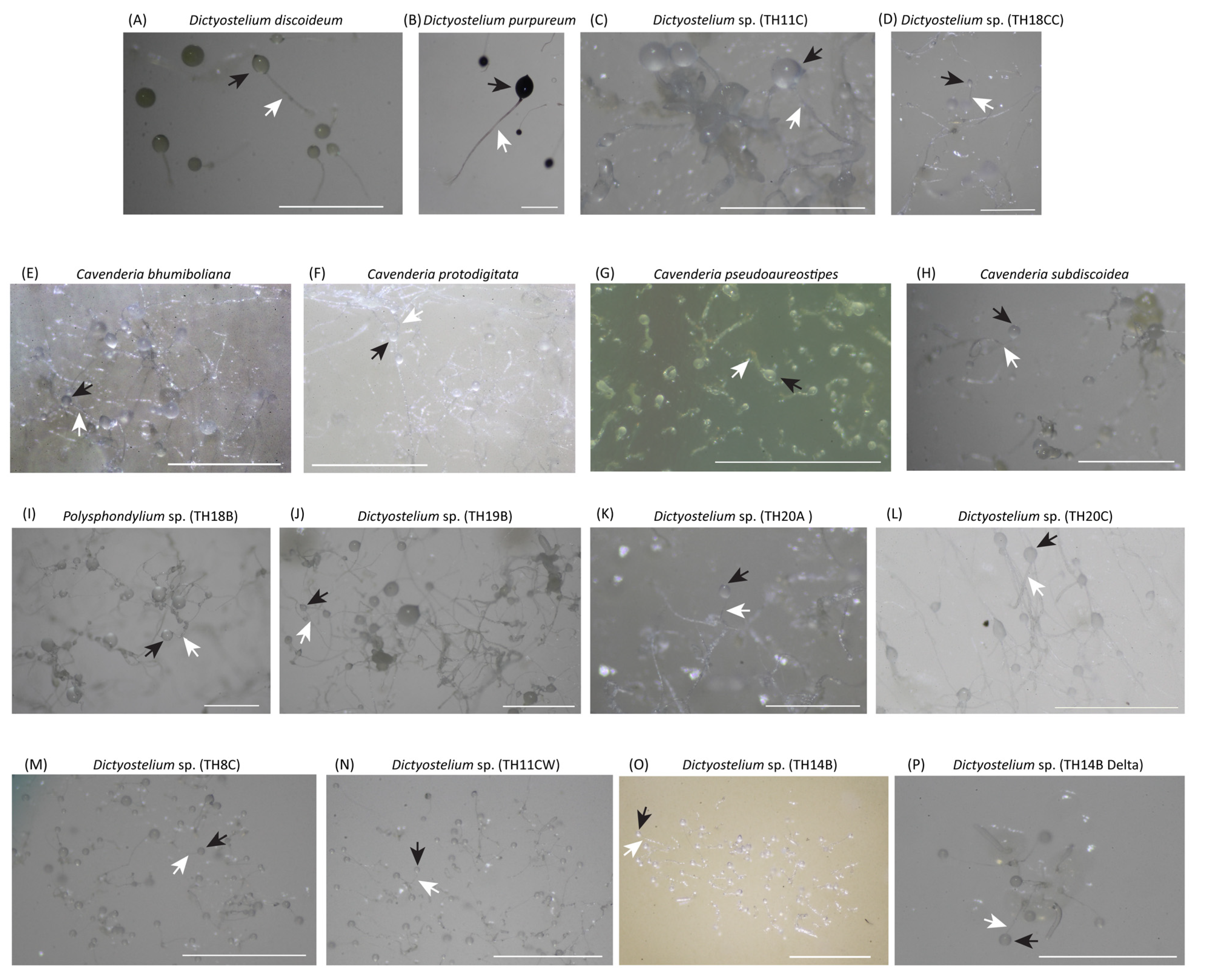 Microorganisms 13 00275 g001