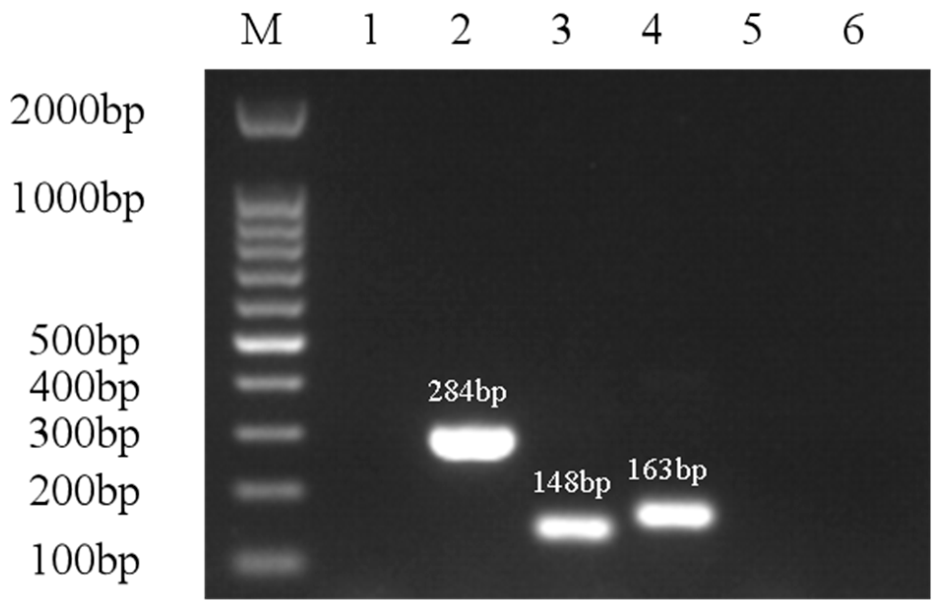 Microorganisms 13 00278 g007 Microorganisms 13 00278 g007