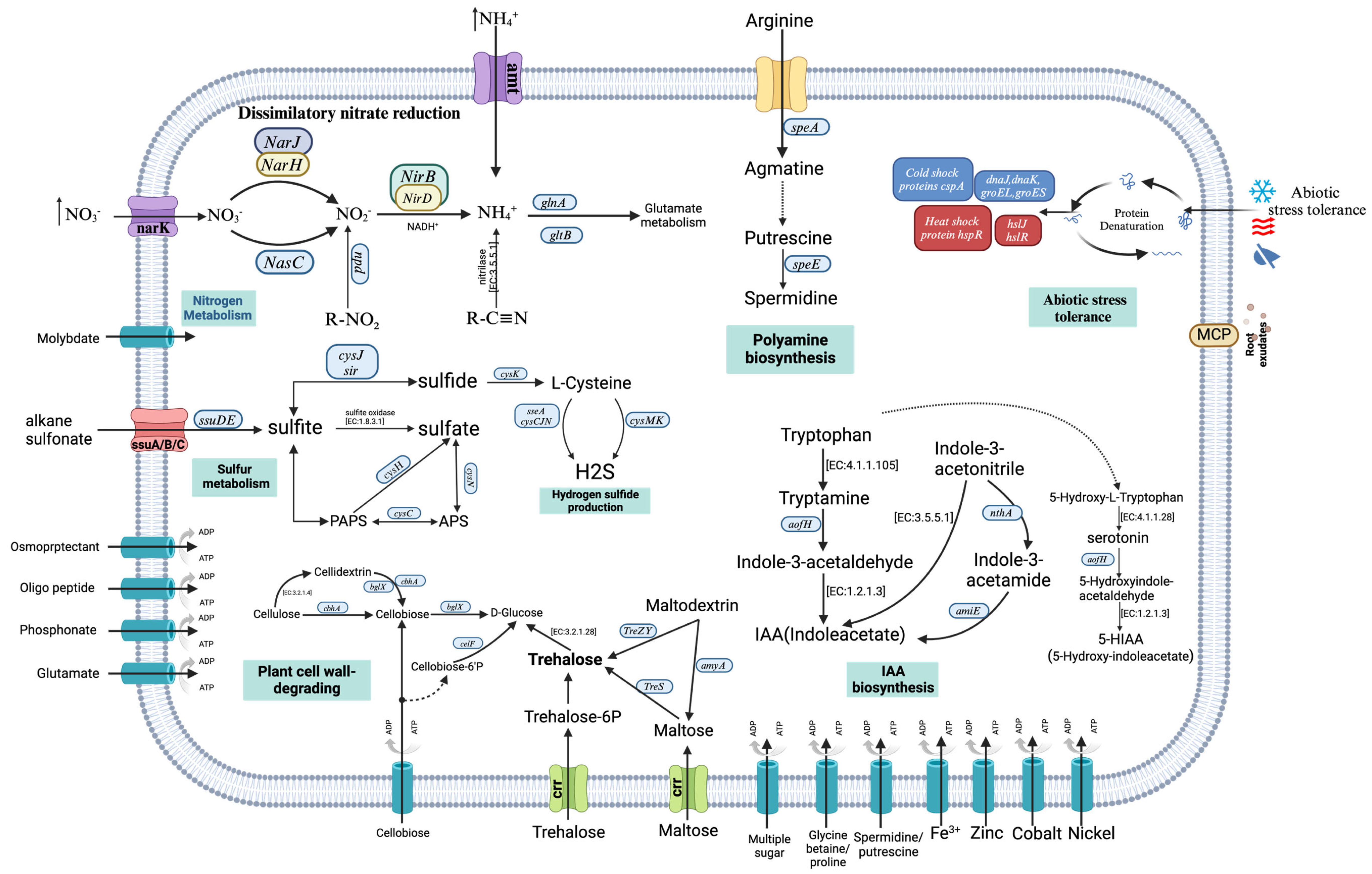 Microorganisms 13 00286 g006