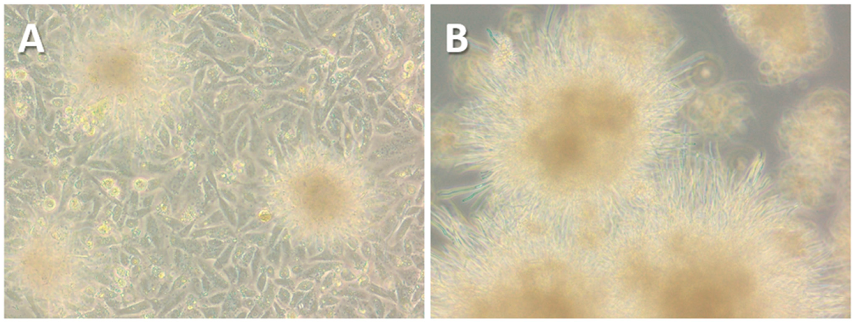 Microorganisms 13 00288 g002