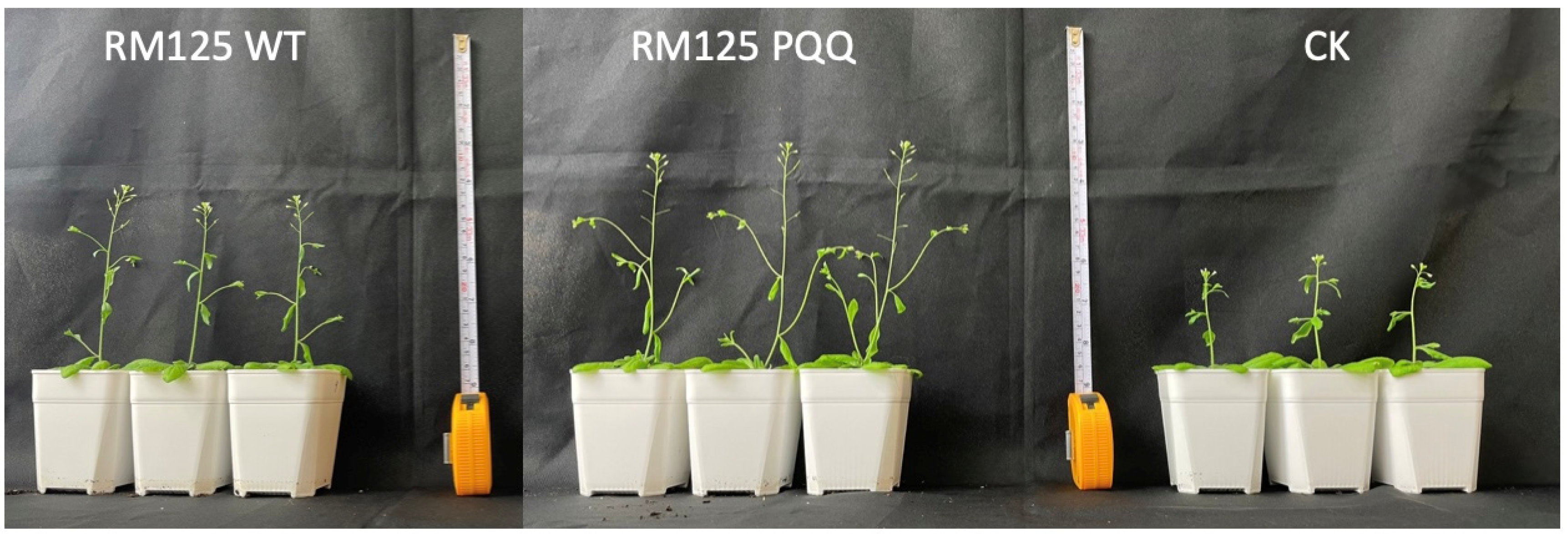 Microorganisms 13 00293 g006 Microorganisms 13 00293 g006