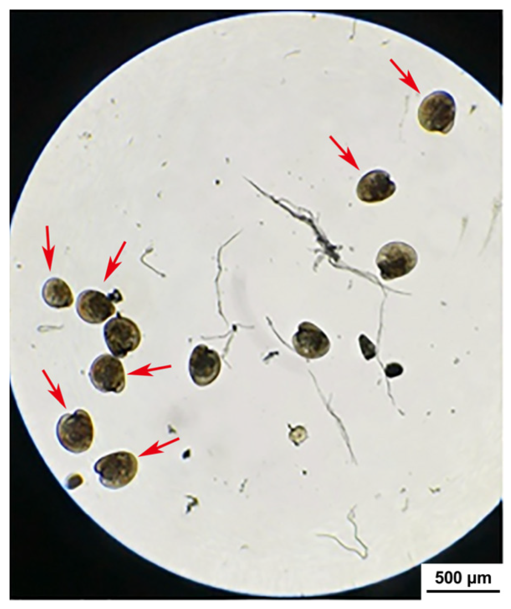Microorganisms 13 00296 g008