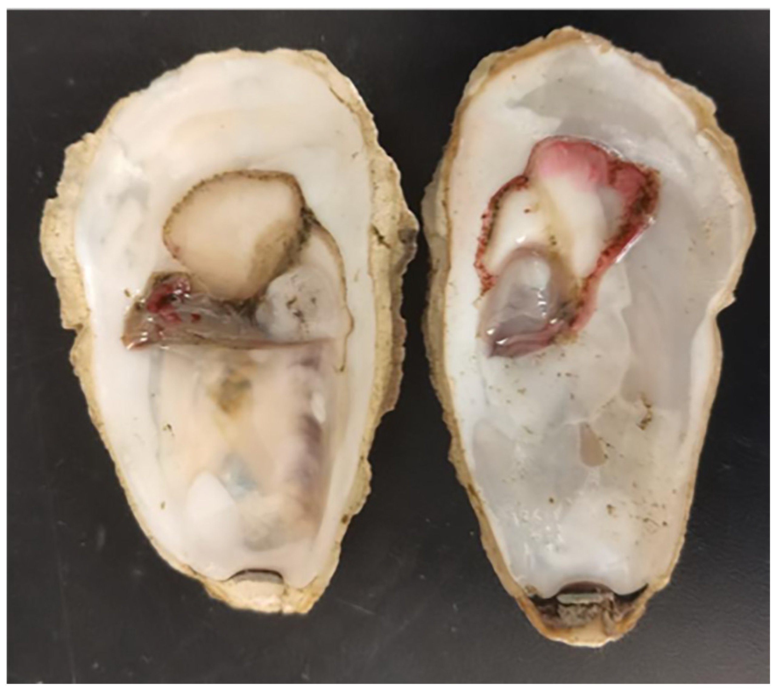 Microorganisms 13 00296 g009