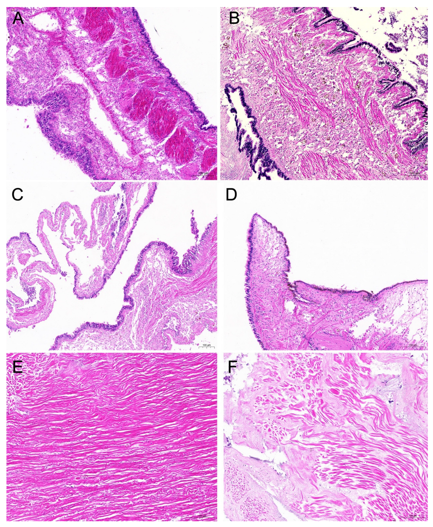 Microorganisms 13 00296 g010
