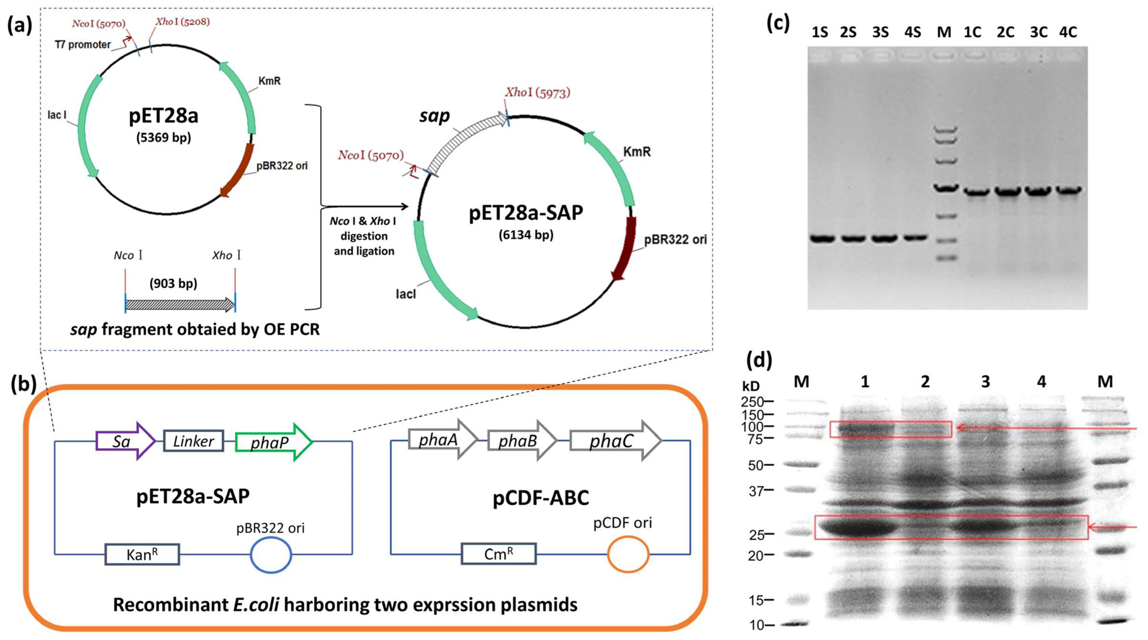 Microorganisms 13 00312 g002
