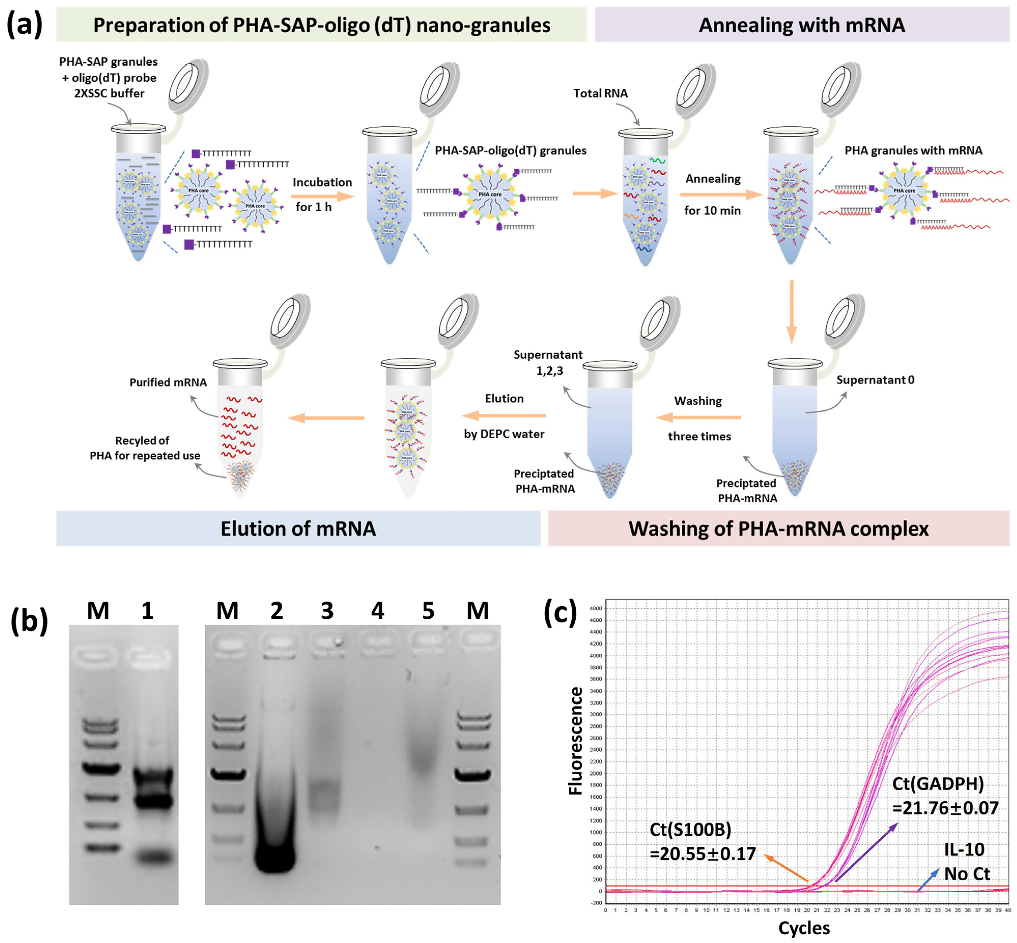 Microorganisms 13 00312 g005