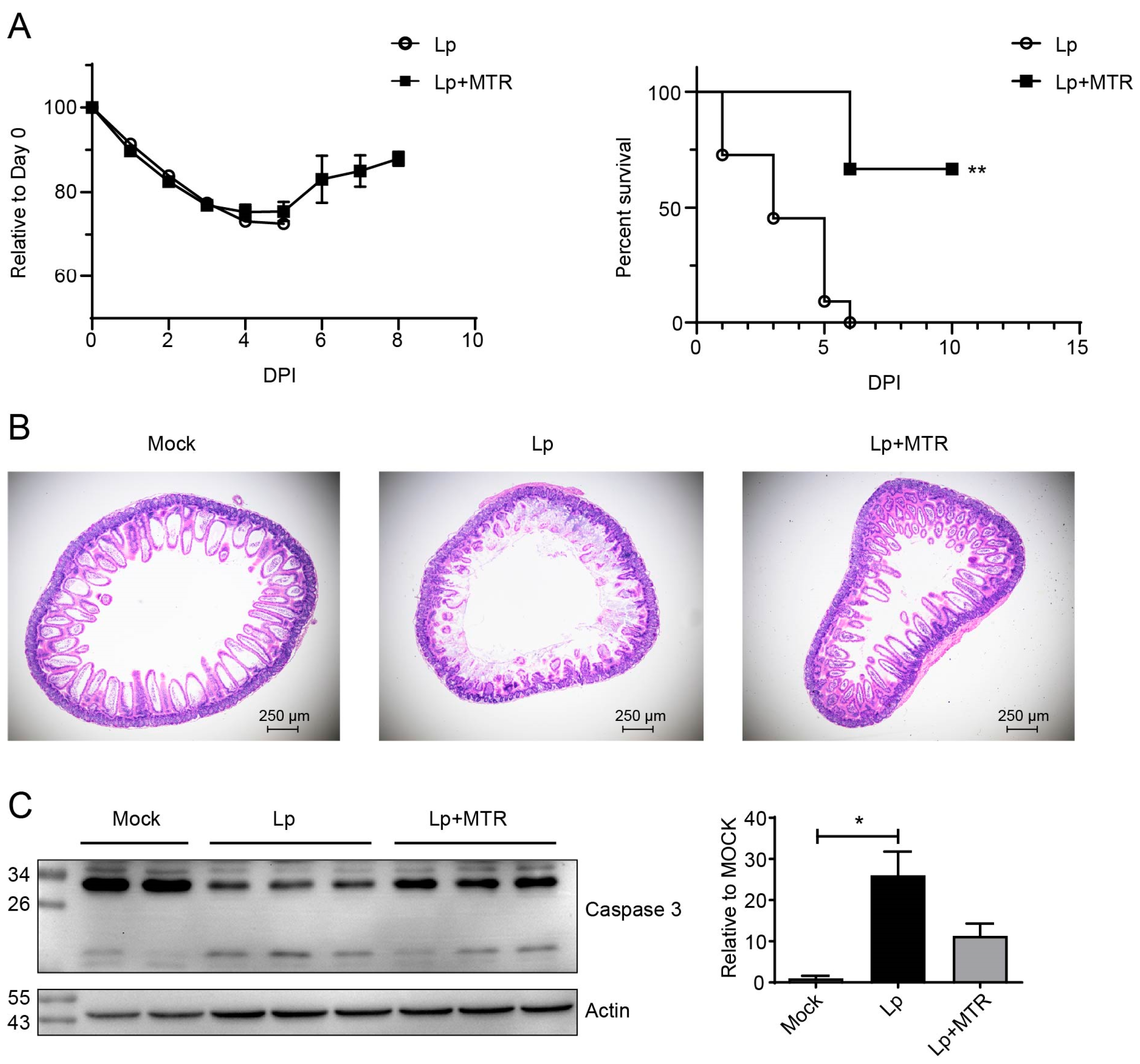 Microorganisms 13 00313 g004