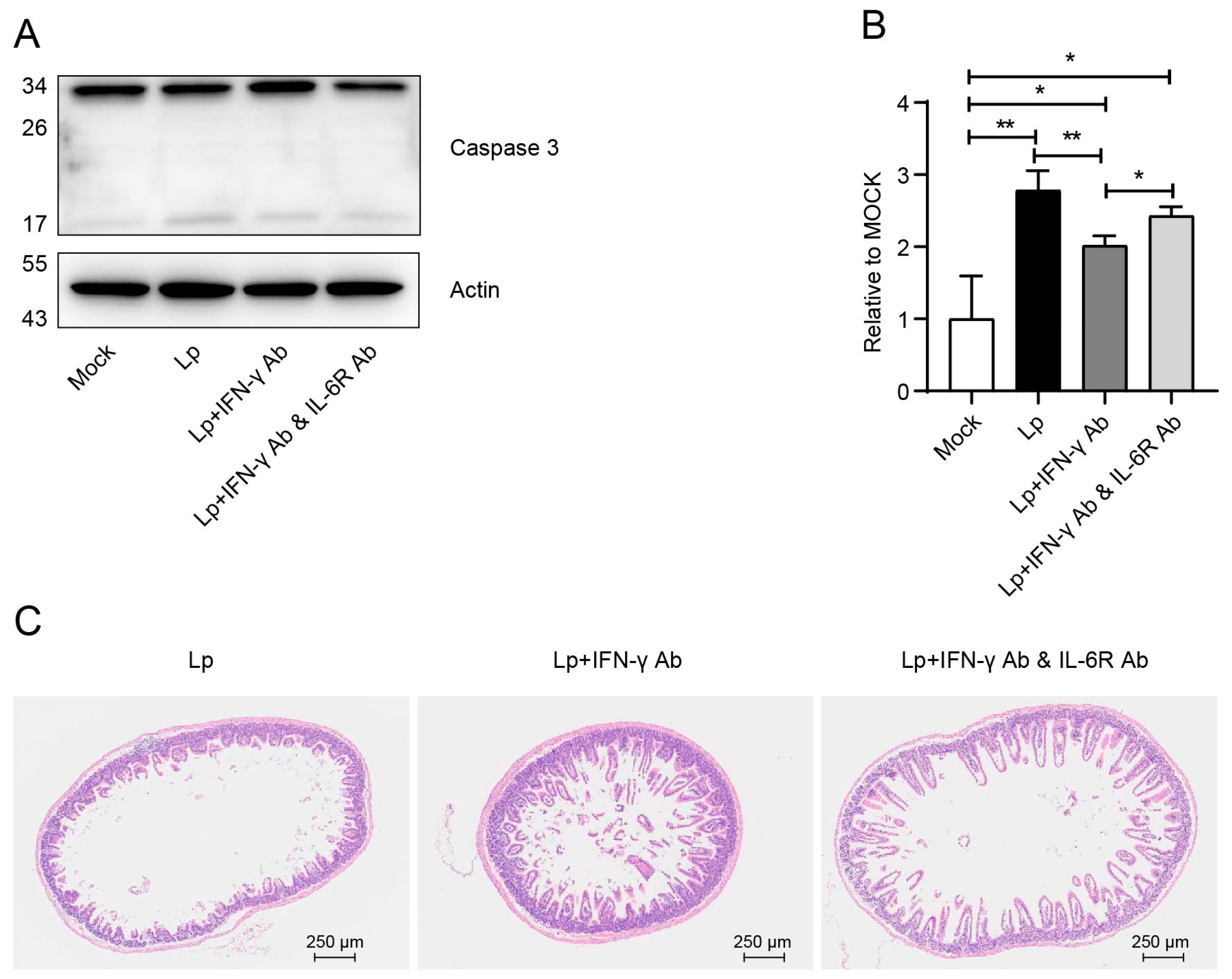 Microorganisms 13 00313 g007
