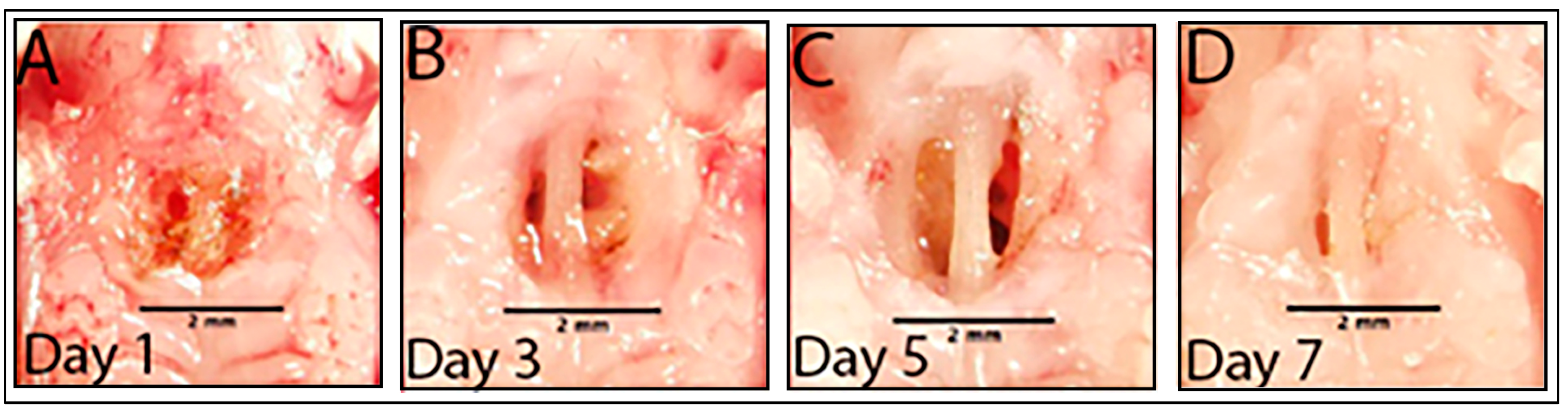 Microorganisms 13 00327 g001