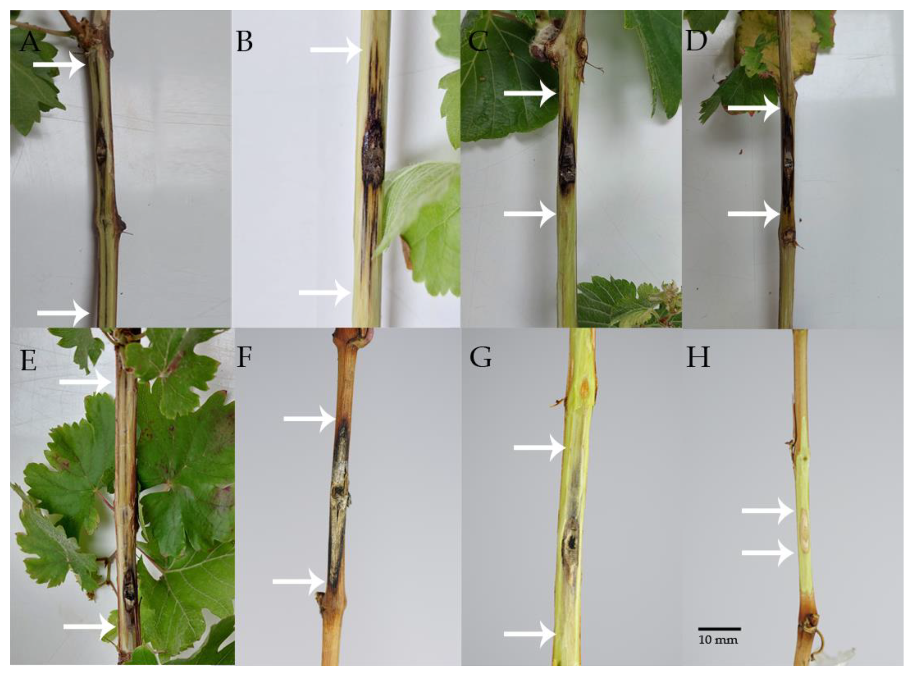 Microorganisms 13 00331 g001