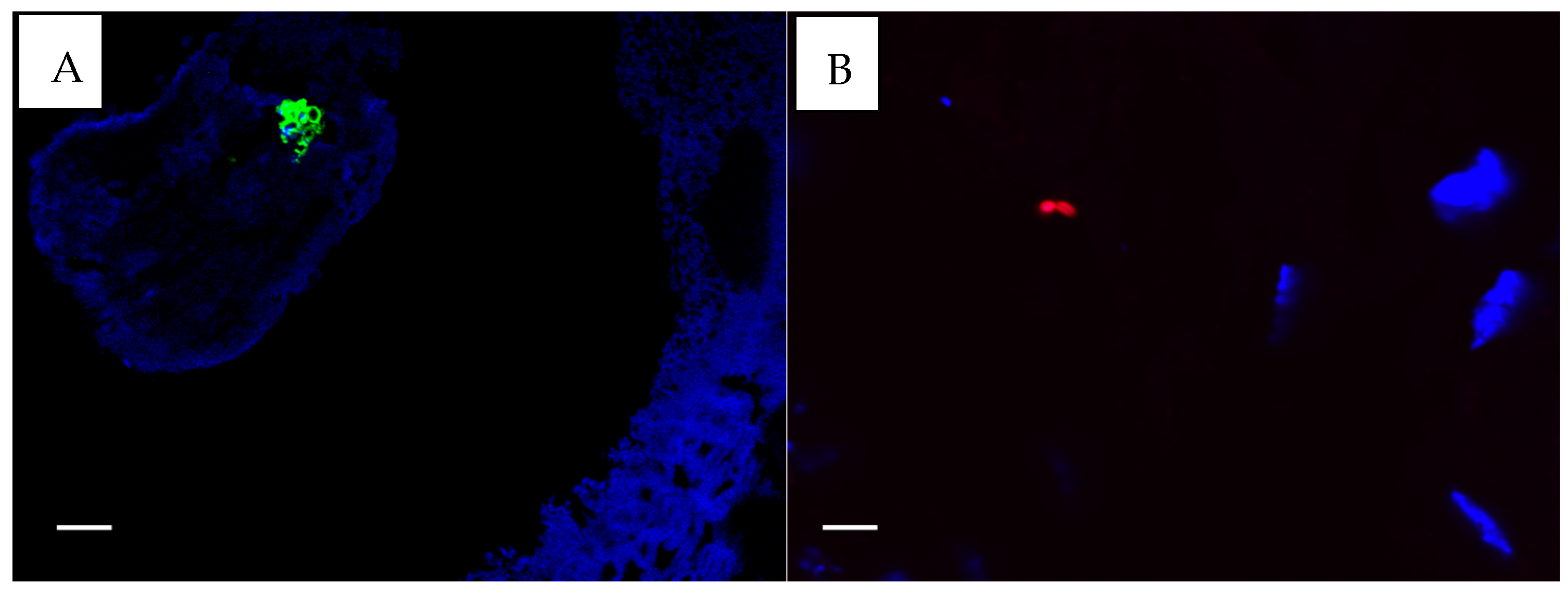 Microorganisms 13 00339 g003 Microorganisms 13 00339 g003