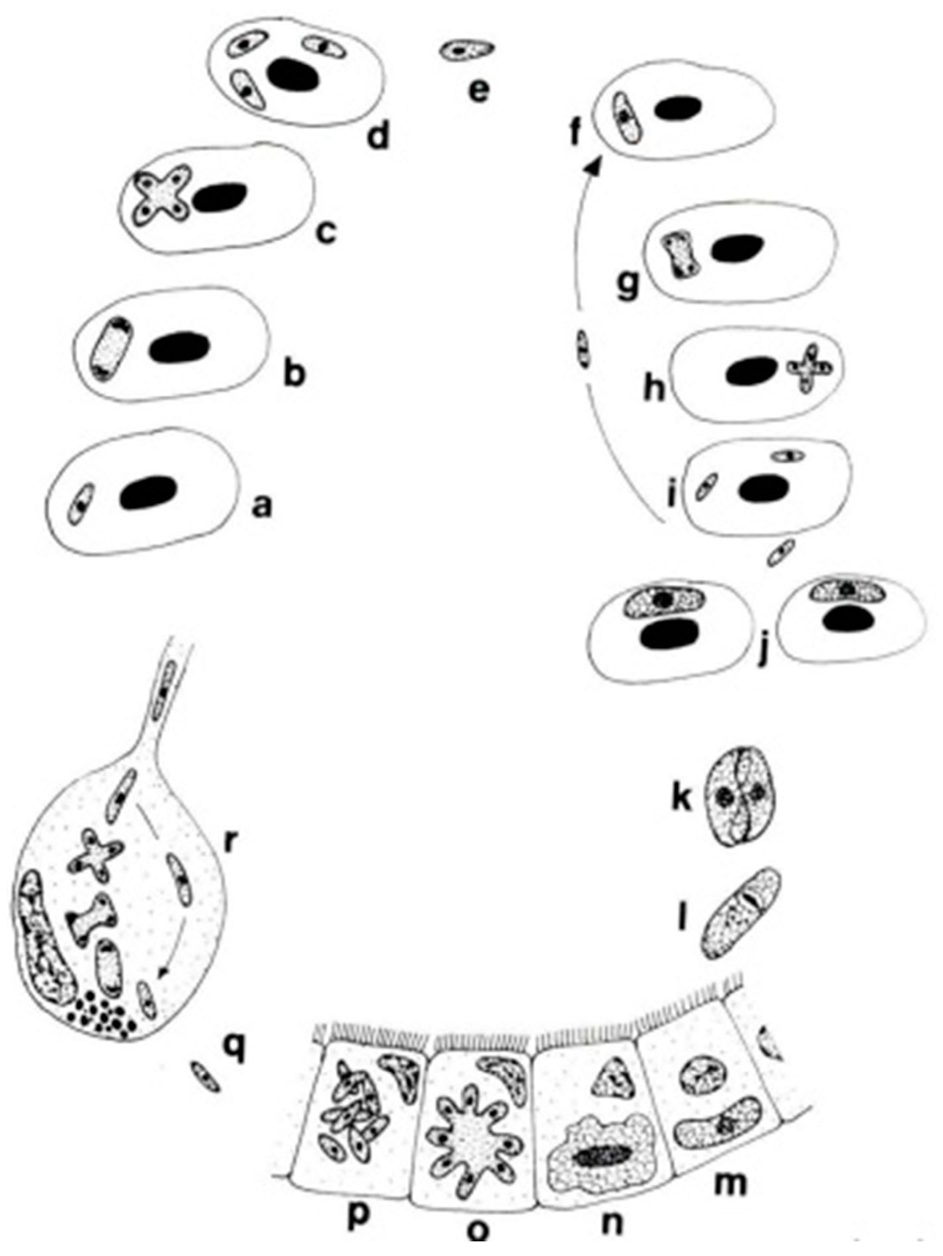 Microorganisms 13 00347 g002