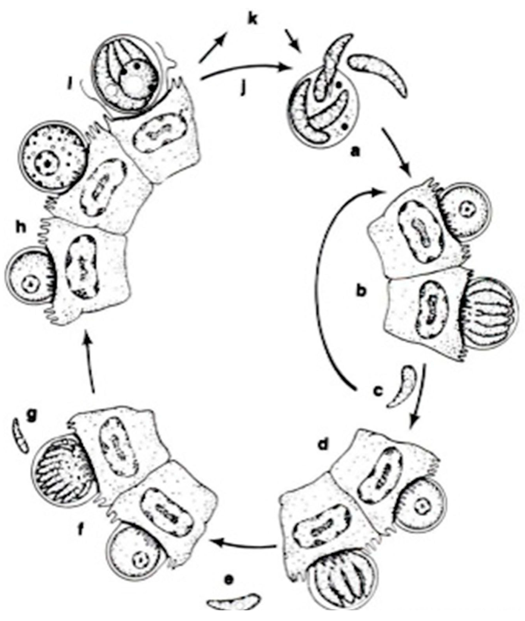 Microorganisms 13 00347 g004