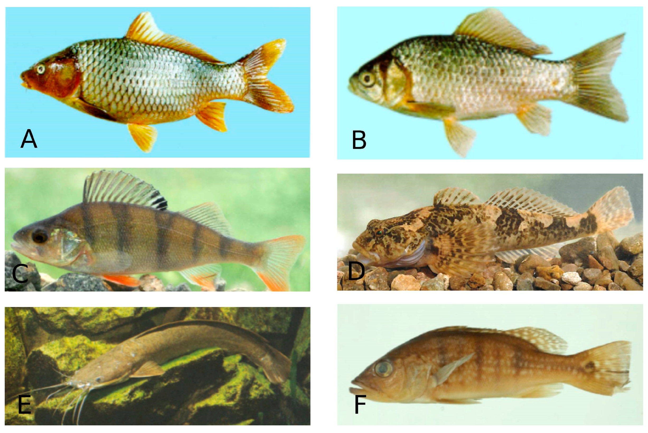 Microorganisms 13 00347 g006
