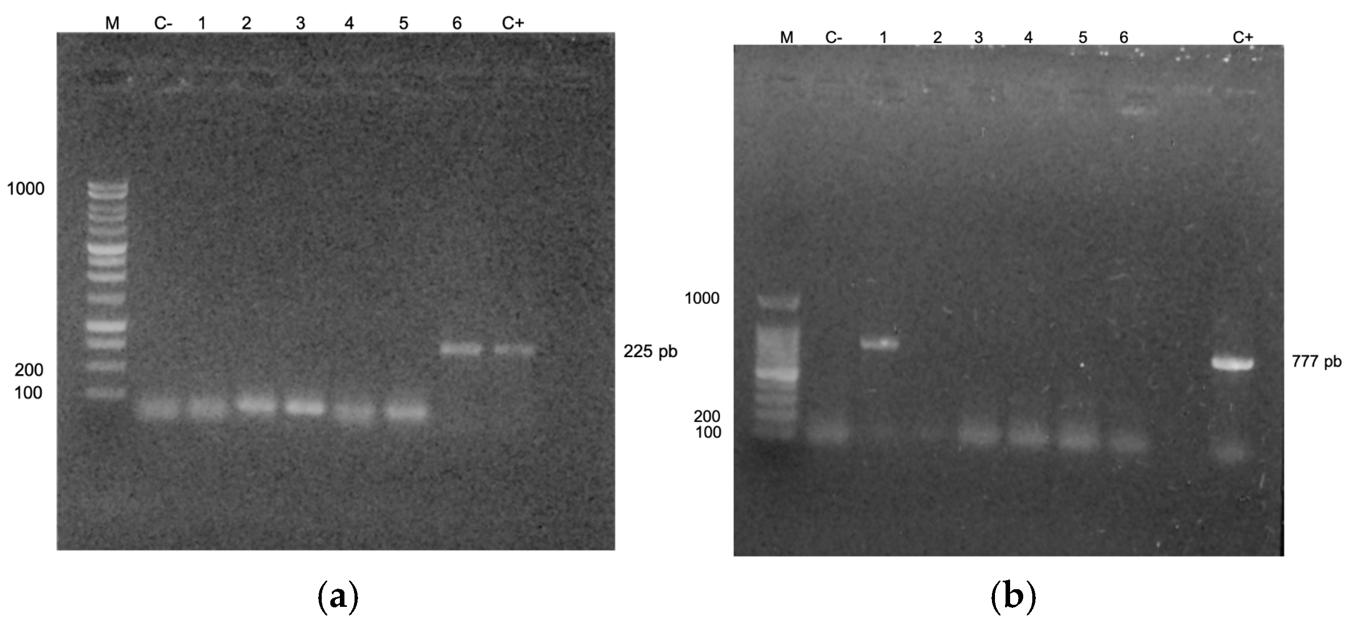 Microorganisms 13 00352 g003 Microorganisms 13 00352 g003