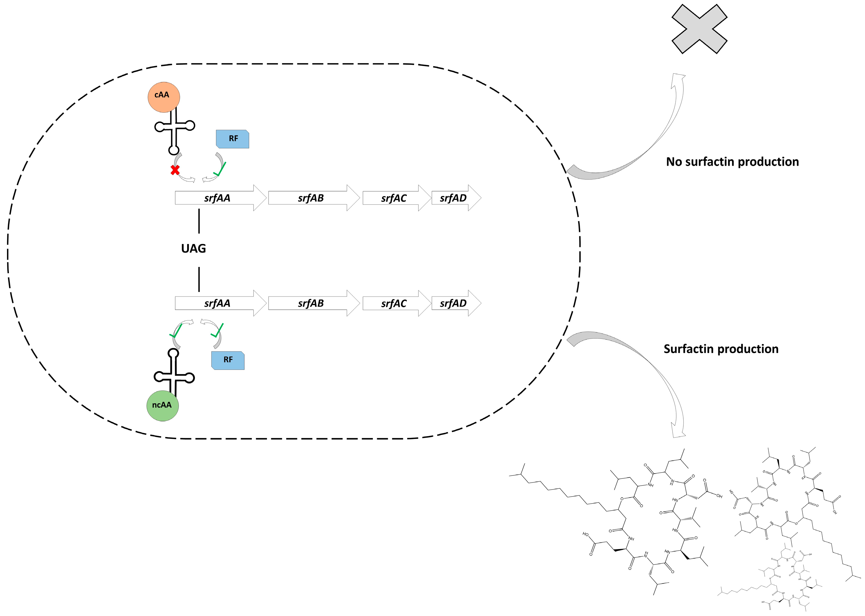 Microorganisms 13 00353 g001