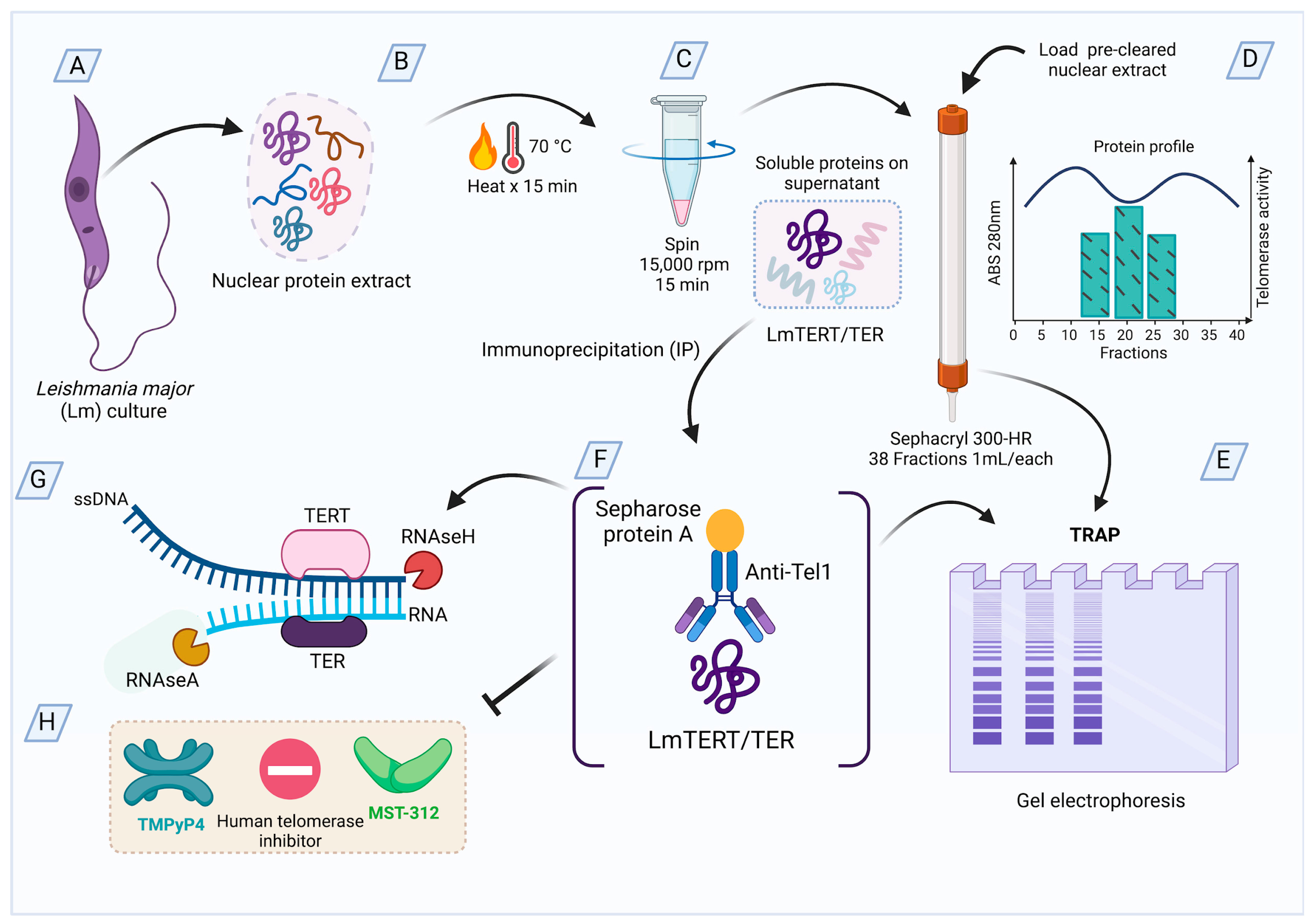 Microorganisms 13 00357 g001