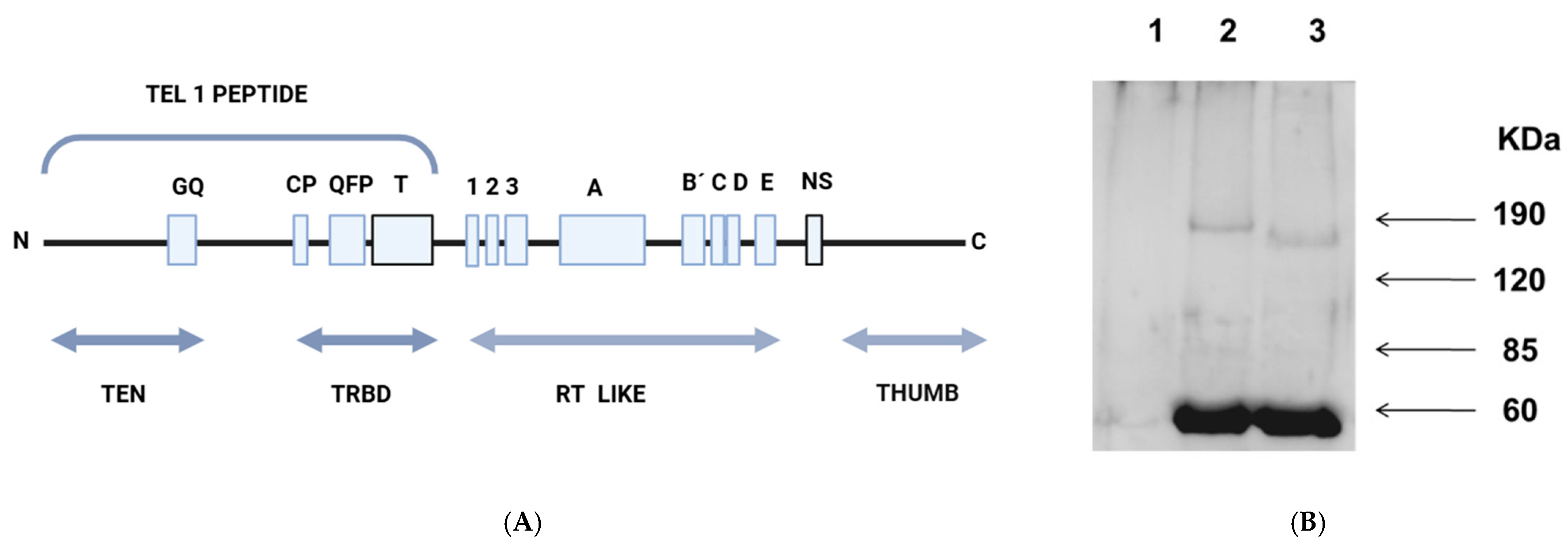 Microorganisms 13 00357 g003