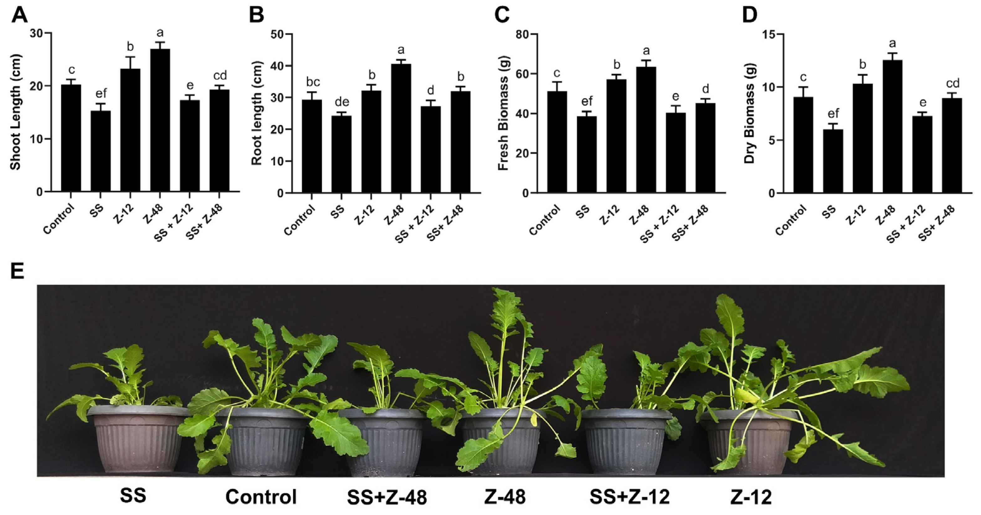 Microorganisms 13 00359 g001
