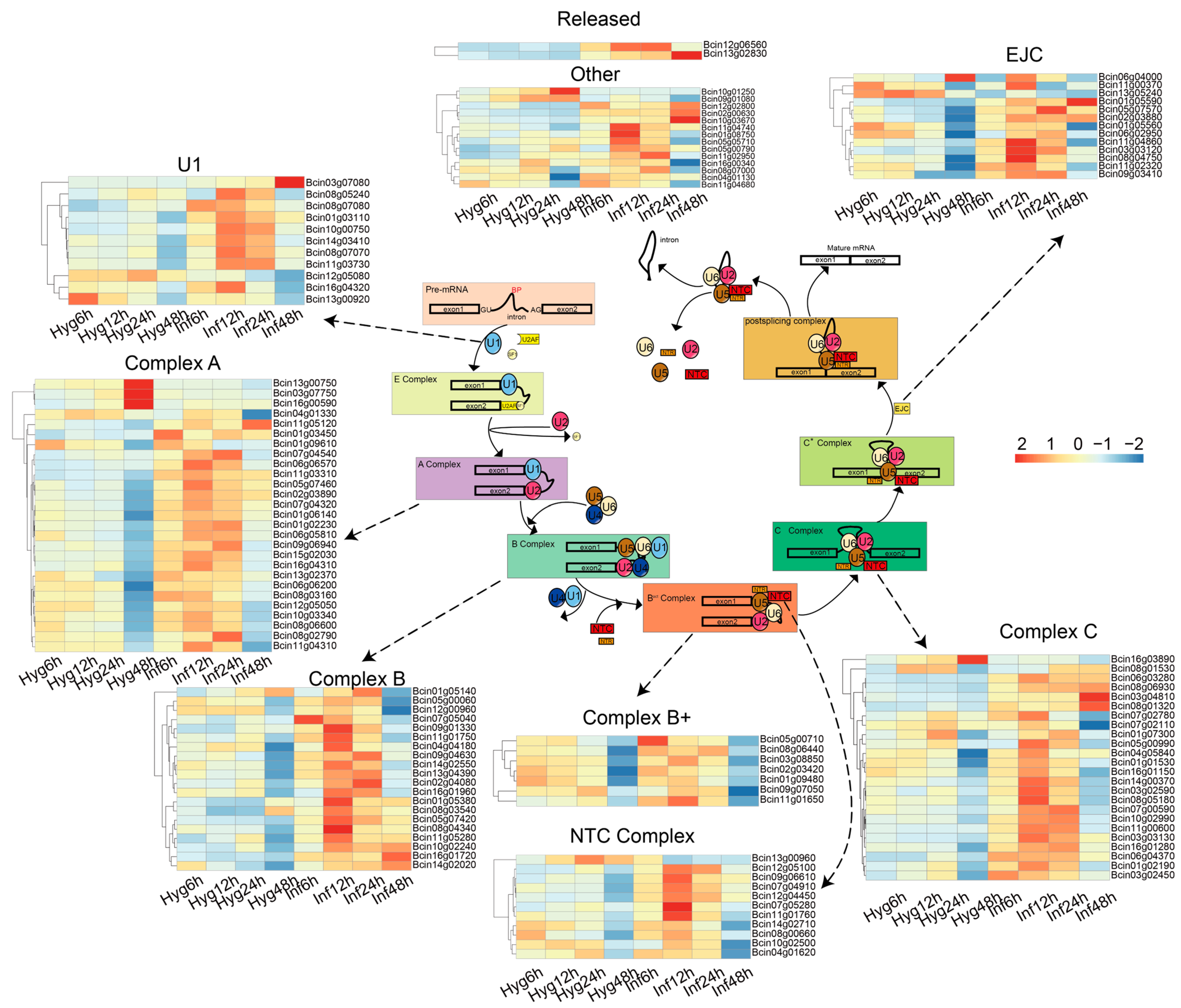 Microorganisms 13 00360 g001