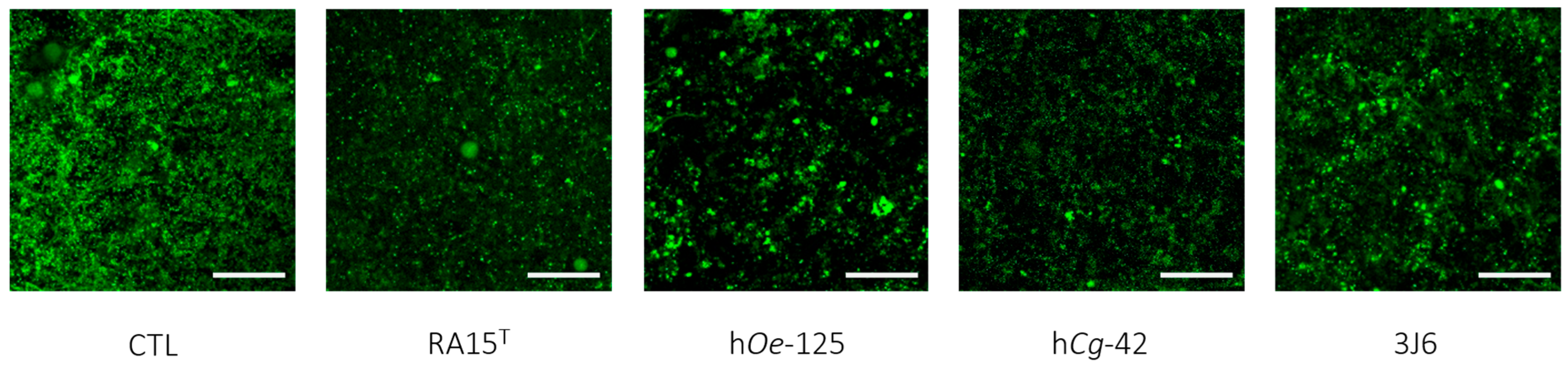Microorganisms 13 00363 g007