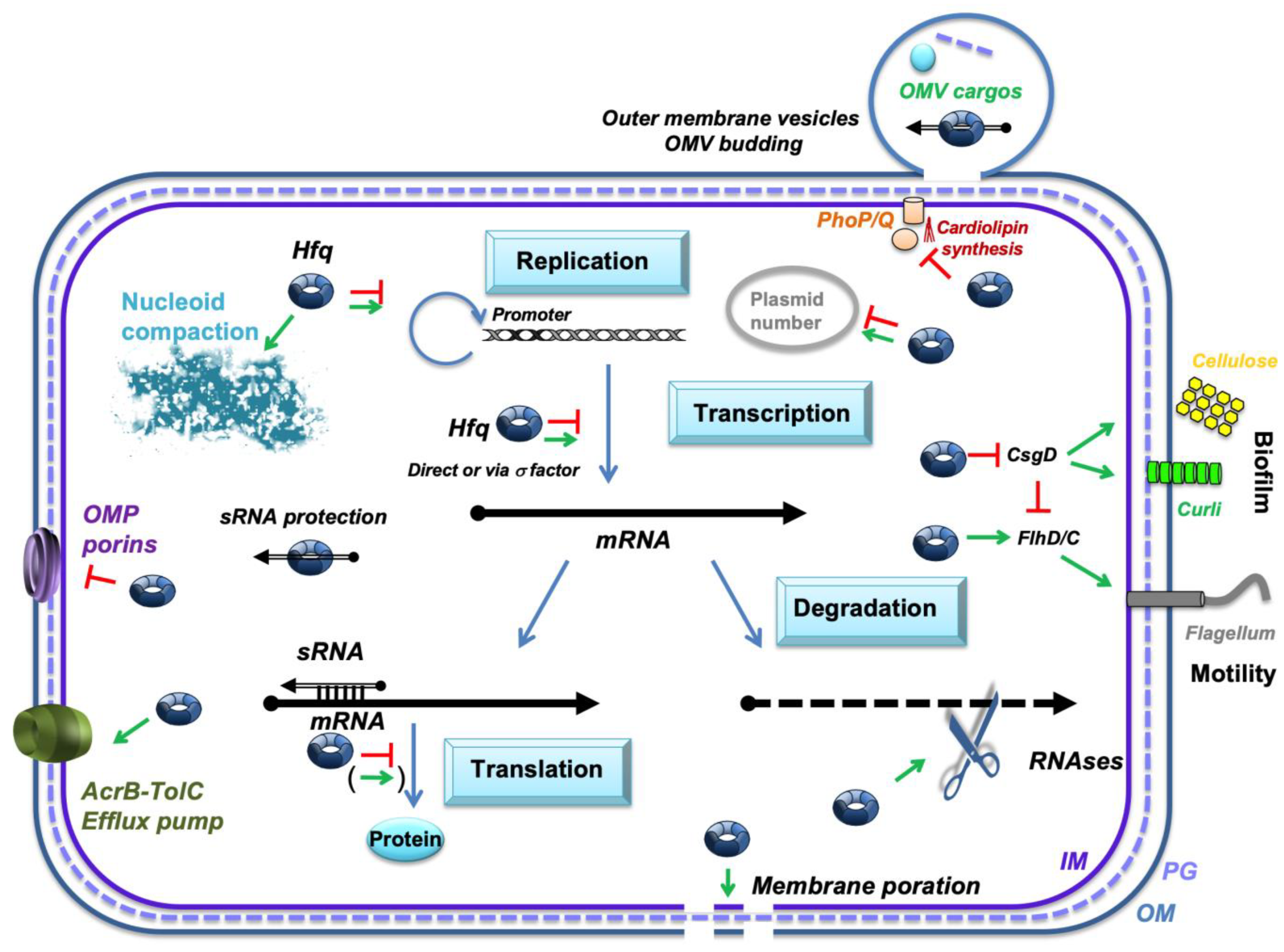 Microorganisms 13 00364 g001 Microorganisms 13 00364 g001