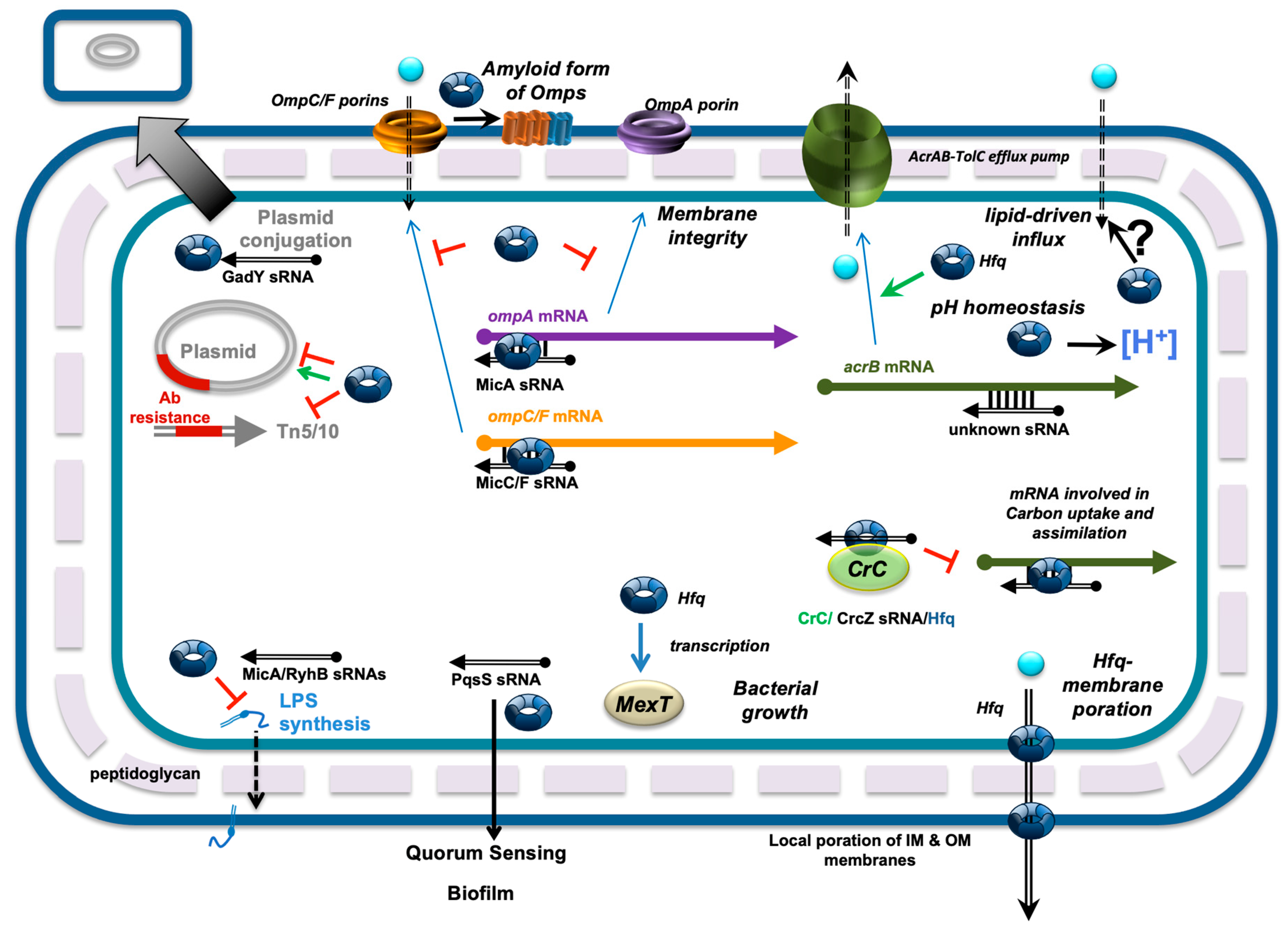 Microorganisms 13 00364 g002 Microorganisms 13 00364 g002