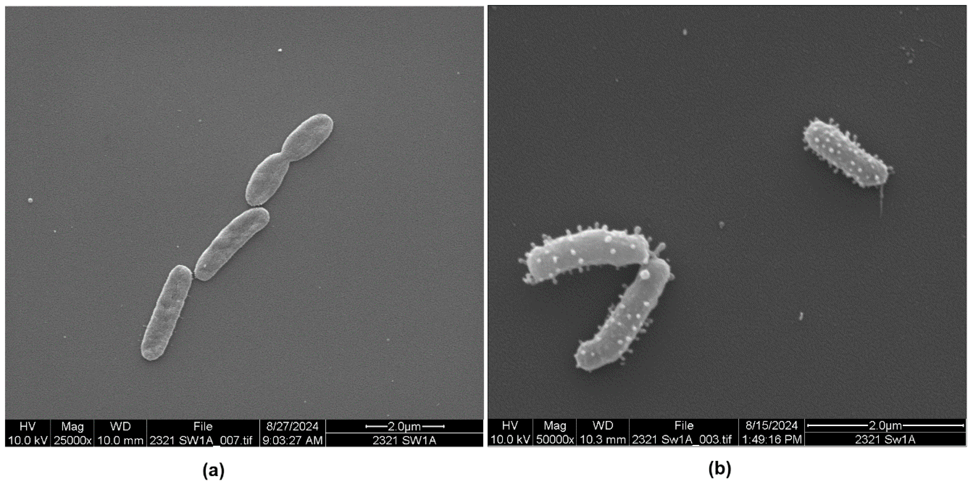 Microorganisms 13 00365 g001 Microorganisms 13 00365 g001