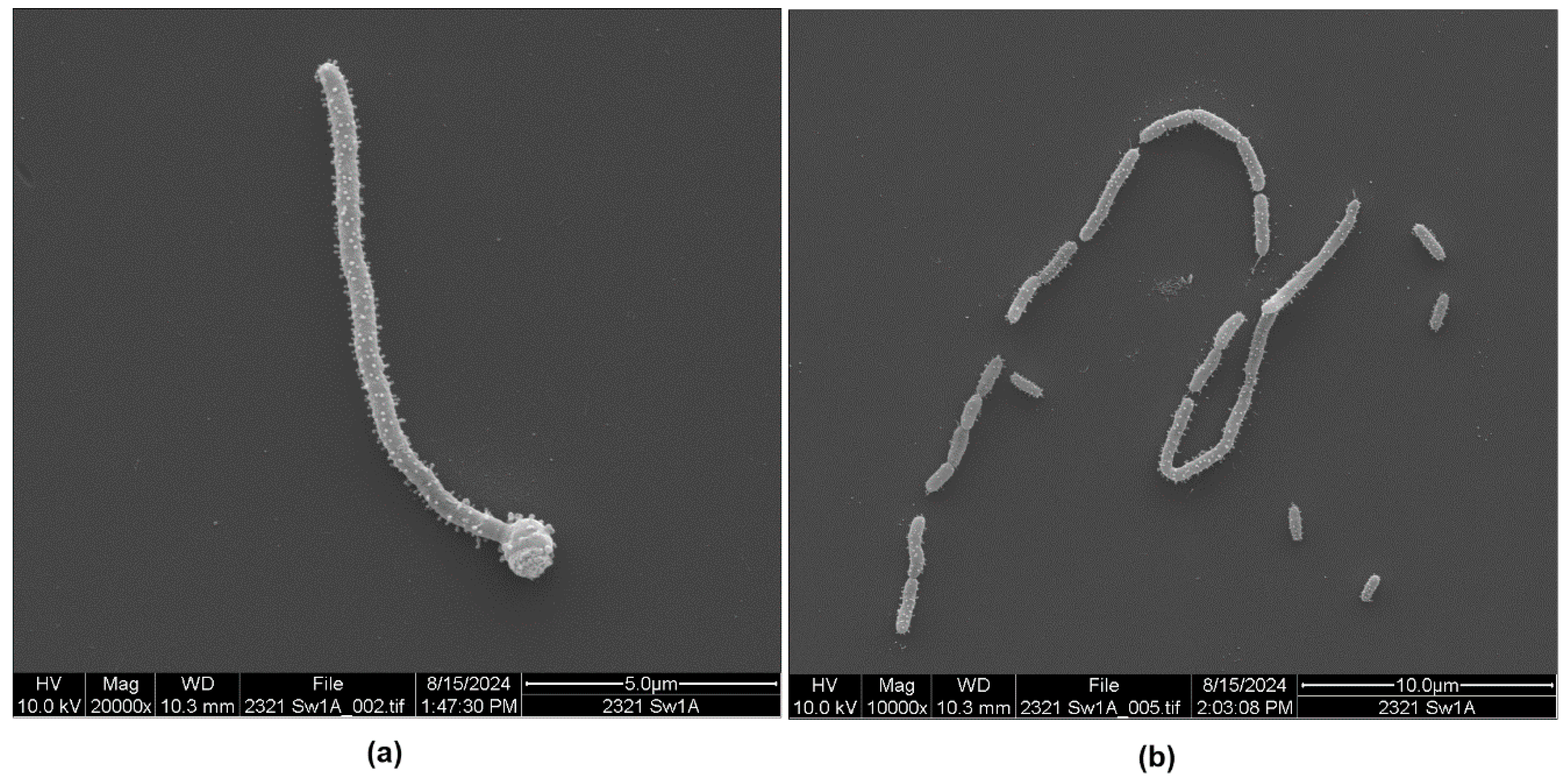Microorganisms 13 00365 g002 Microorganisms 13 00365 g002
