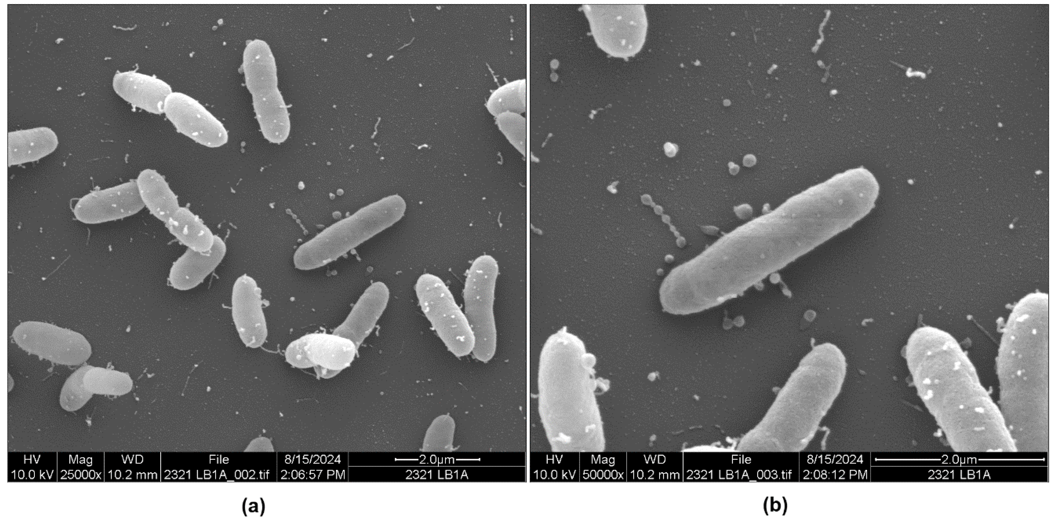 Microorganisms 13 00365 g003 Microorganisms 13 00365 g003