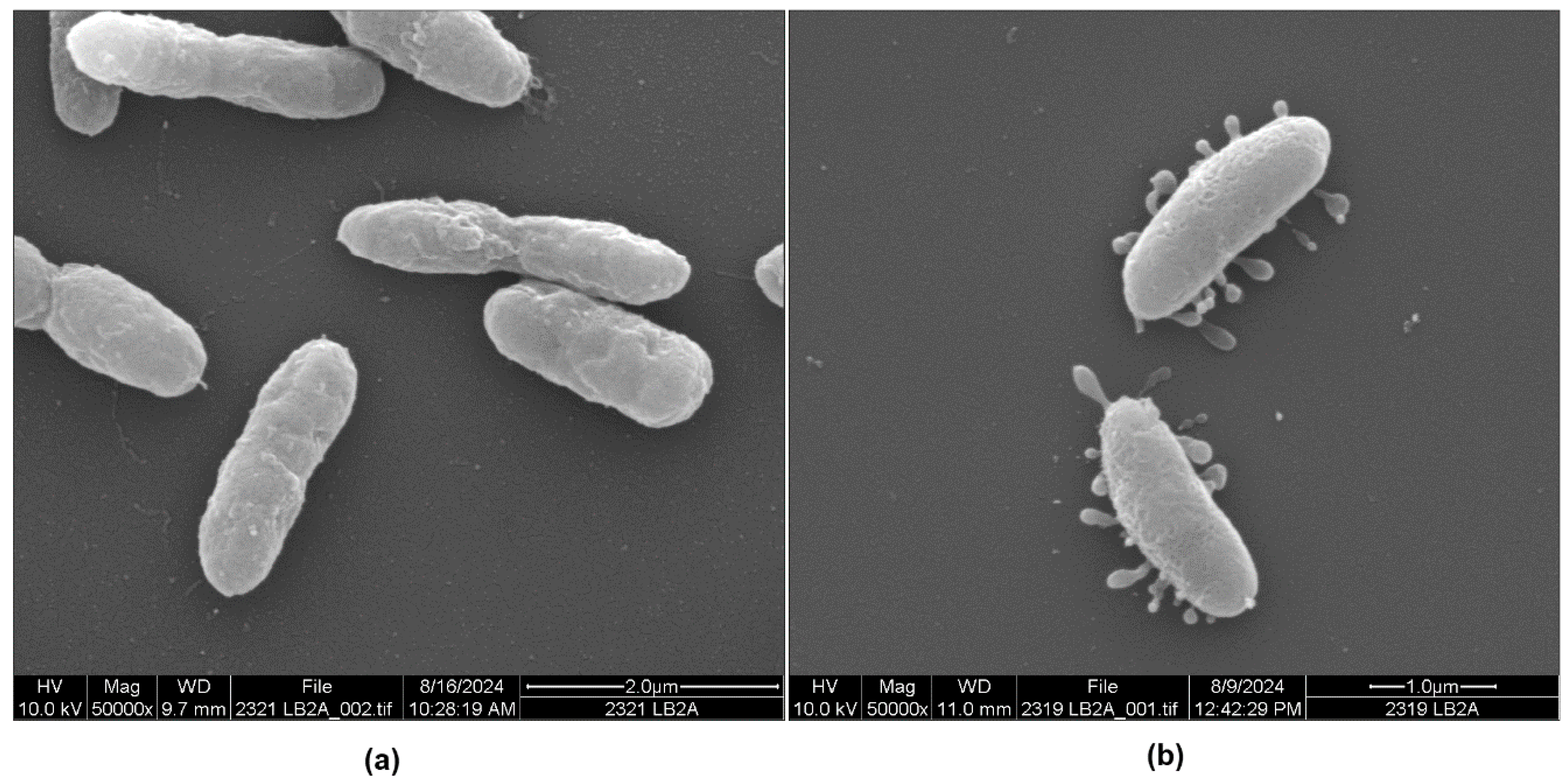 Microorganisms 13 00365 g004 Microorganisms 13 00365 g004